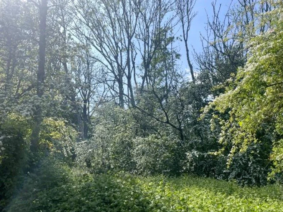 Dormouse survey to inform woodland management at a private Hampshire estate