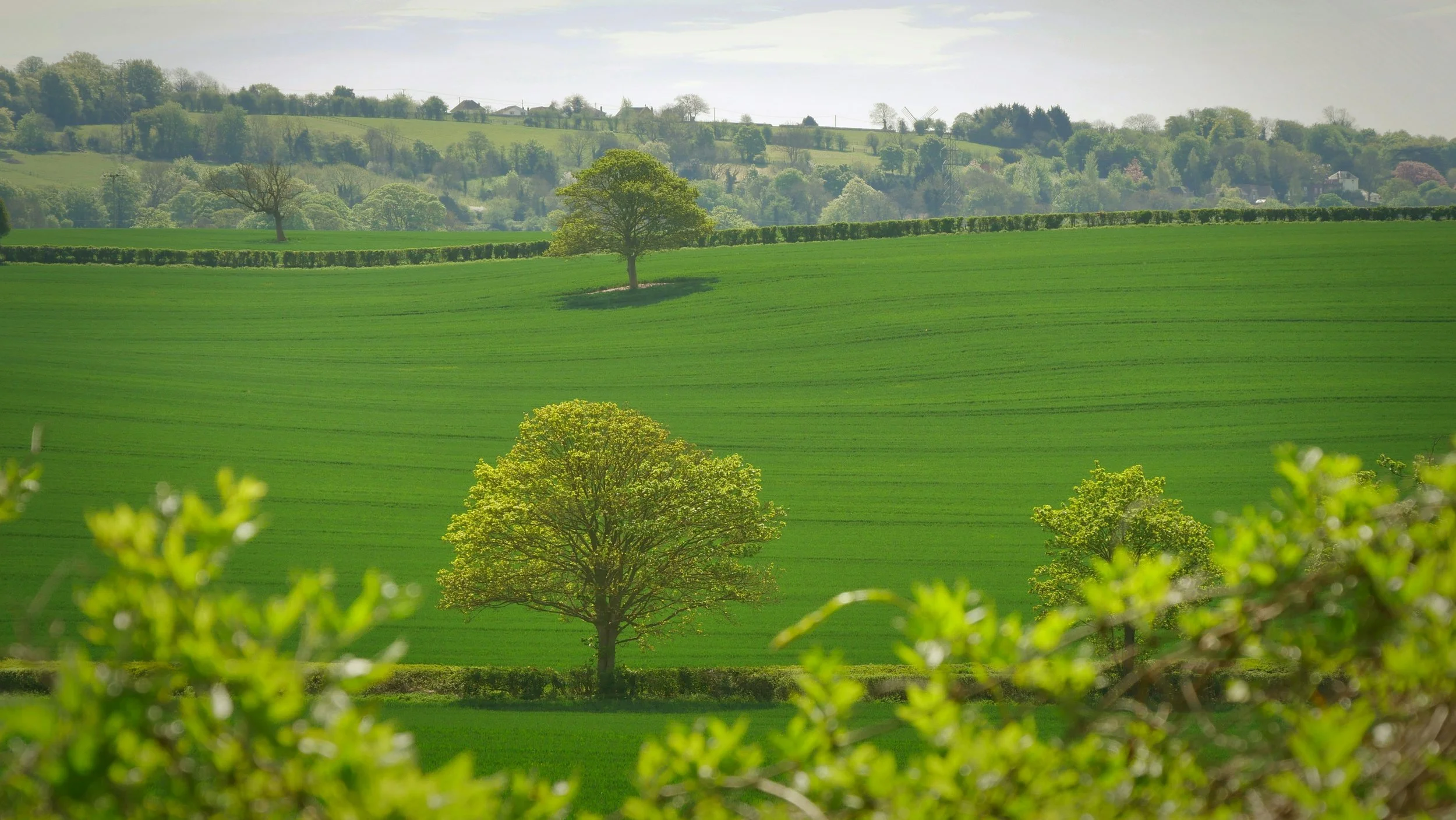 trees-in-field.jpg