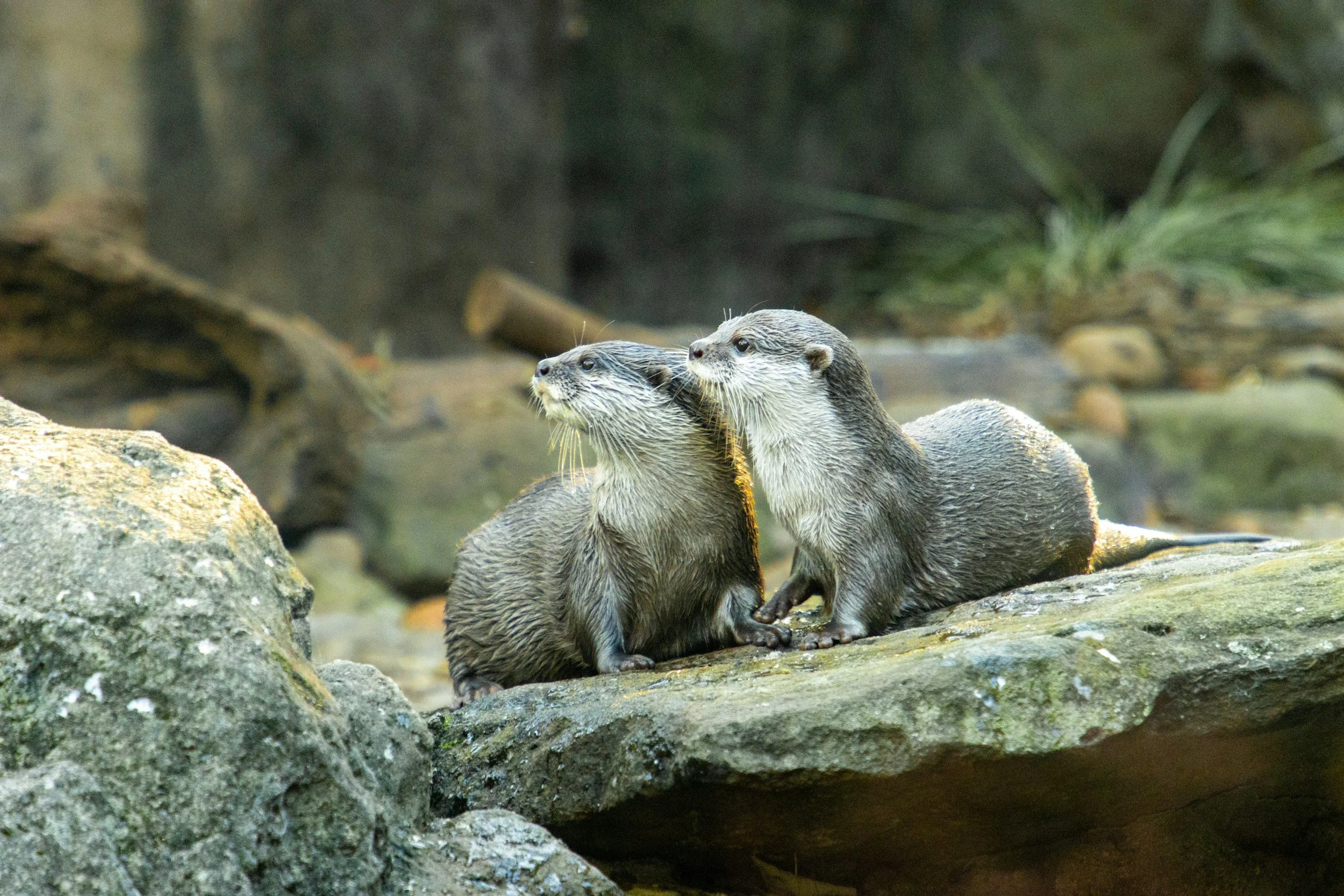 Otter and water vole surveys to inform river restoration at a private estate in Hampshire