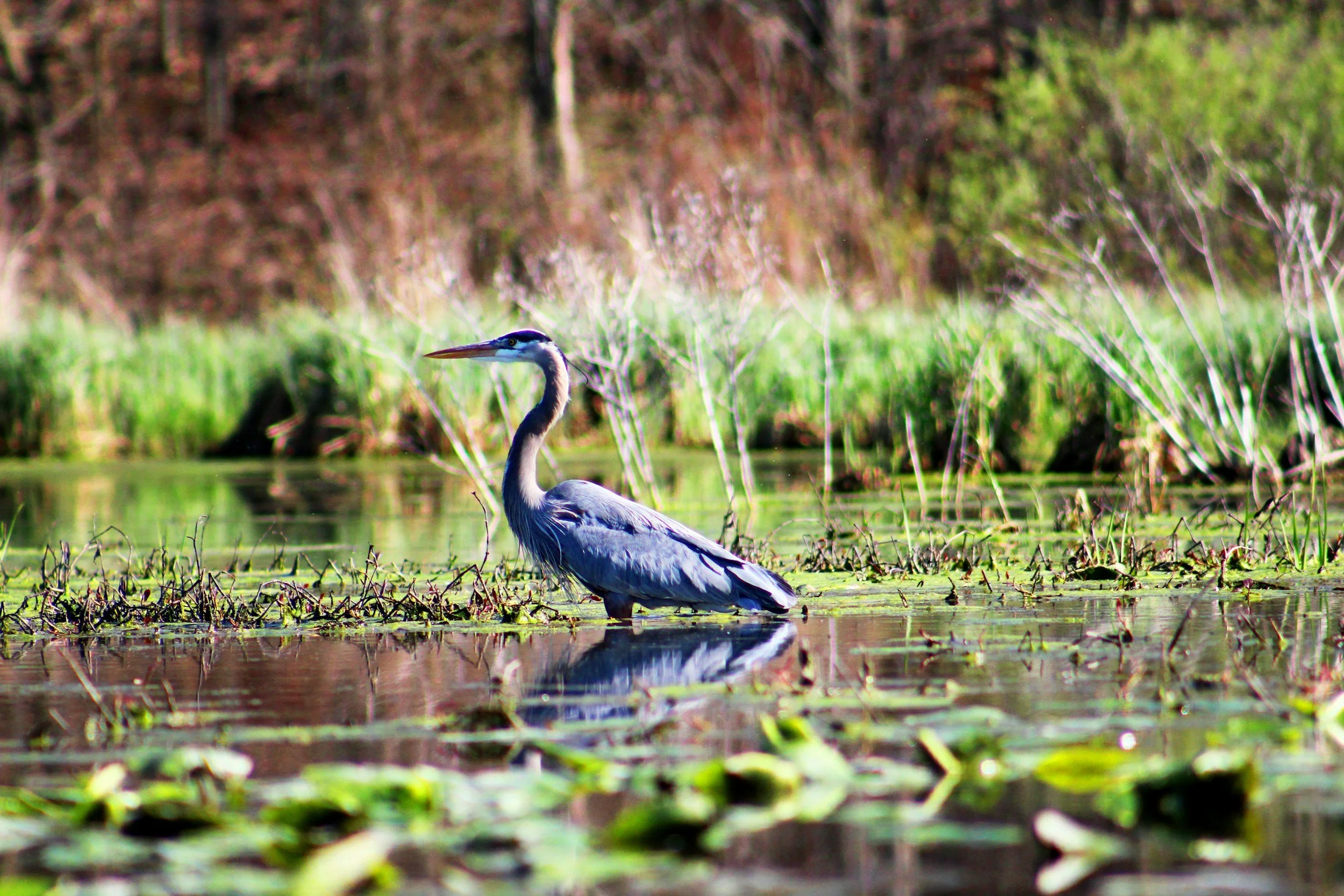 A heron in a pond