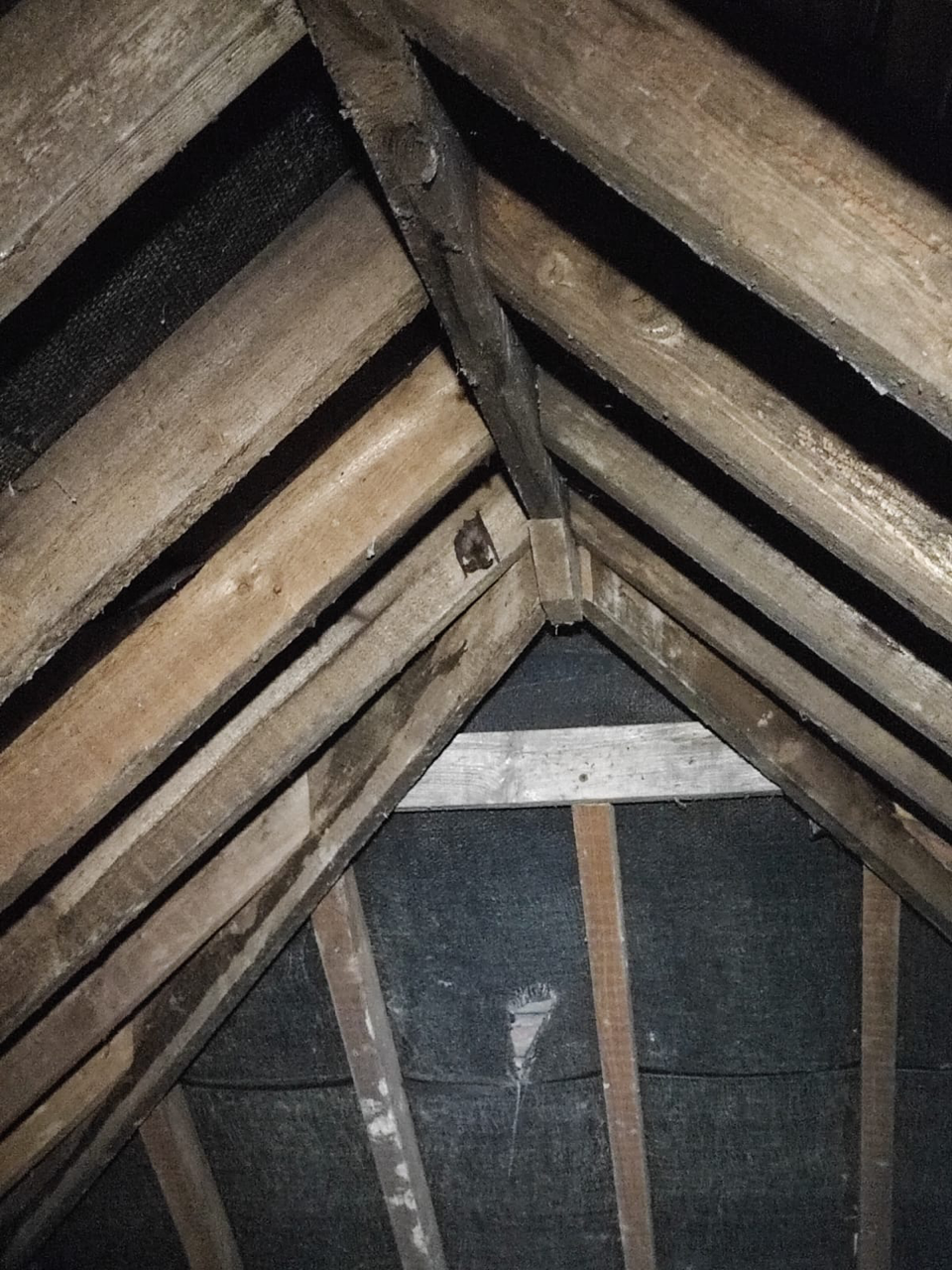 Inside an attic with wooden framing and a black mesh insulation layer, showing the roof's peak.