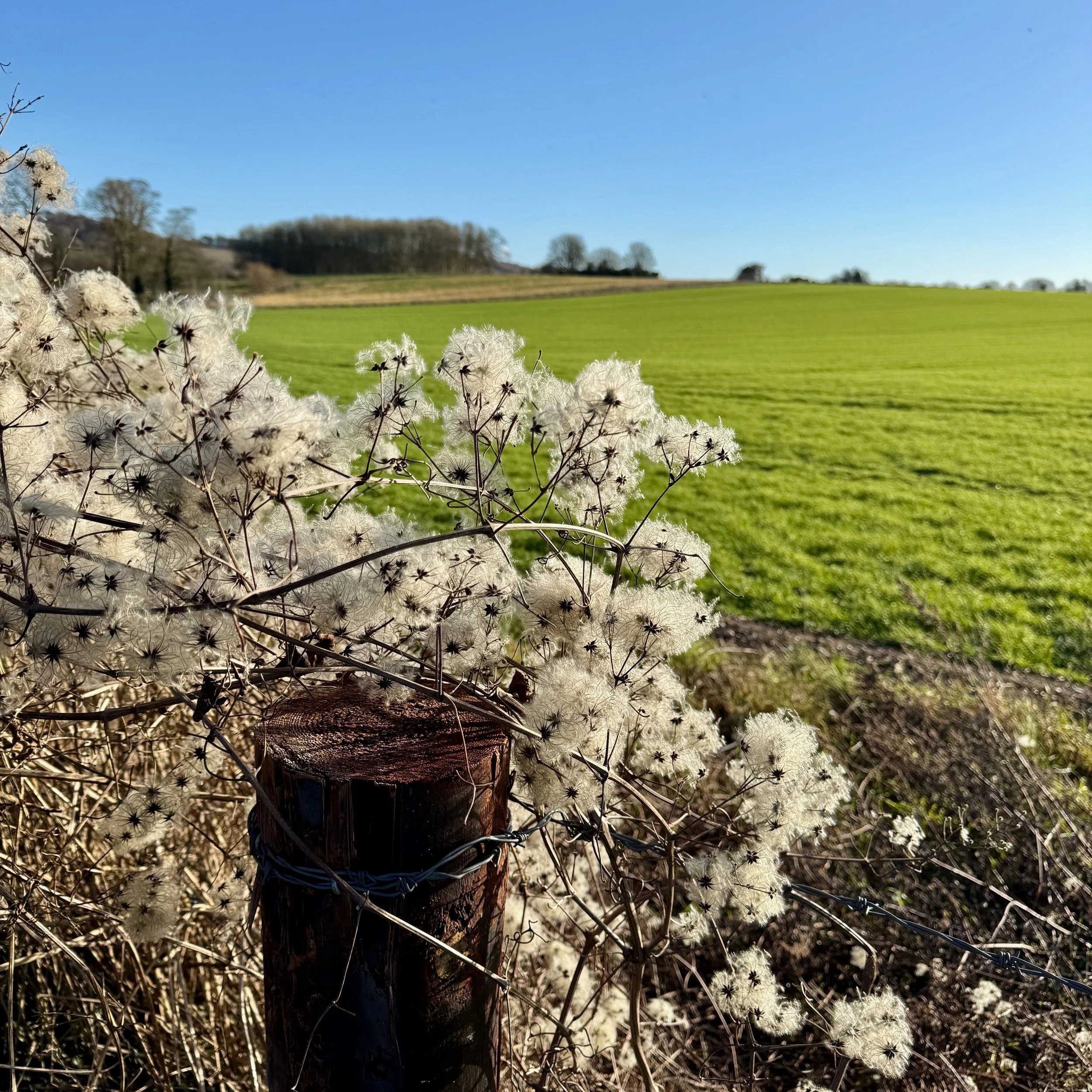 Close-up of dried wildflowers leaning on a weathered wooden fence post with barbed wire, overlooking a green field under a clear blue sky.