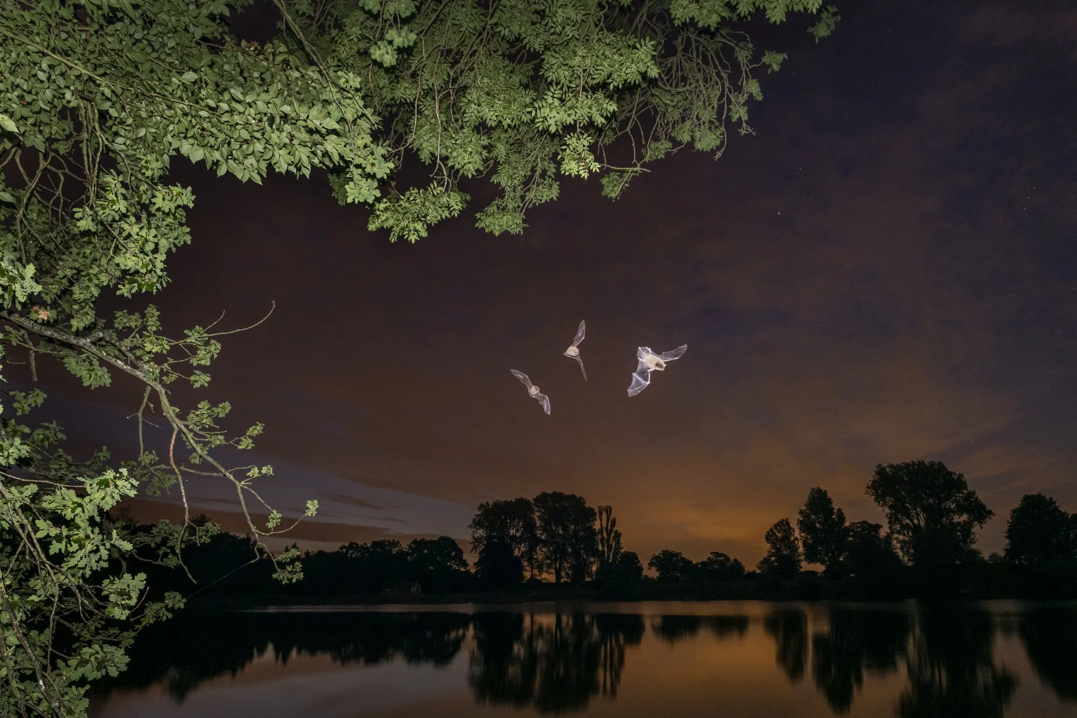 Bat surveys are a waste of time right?