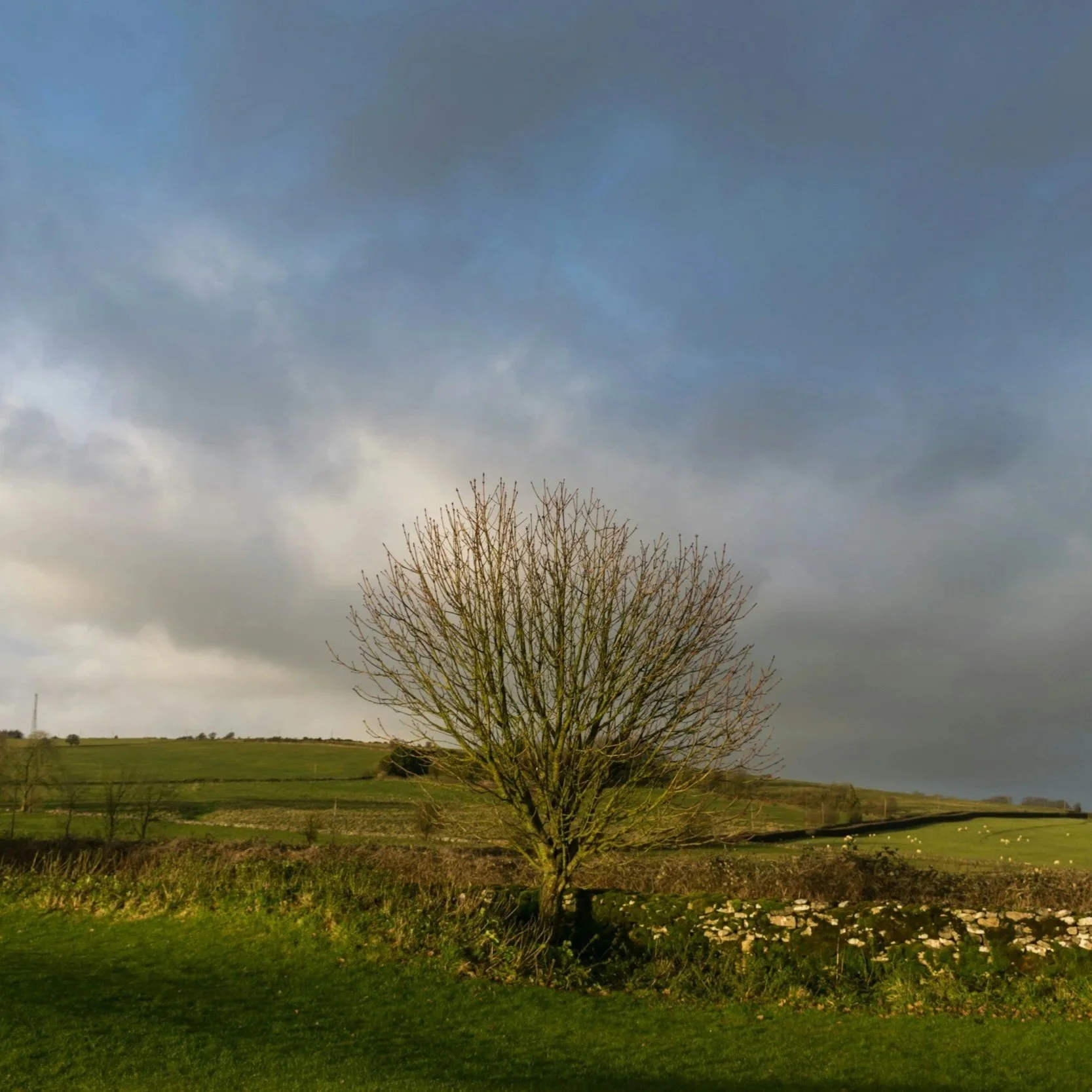 A leafless tree standing on a grassy field with rolling hills and scattered sheep under a cloudy sky.