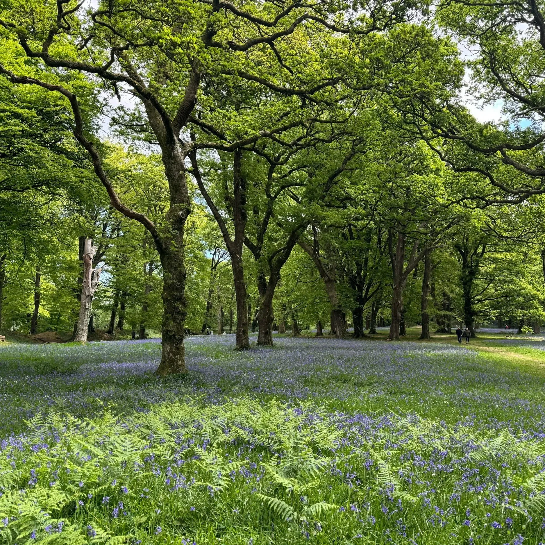 A lush forest with tall trees and vibrant green leaves, undergrowth filled with purple wildflowers, and a few people walking along a path.