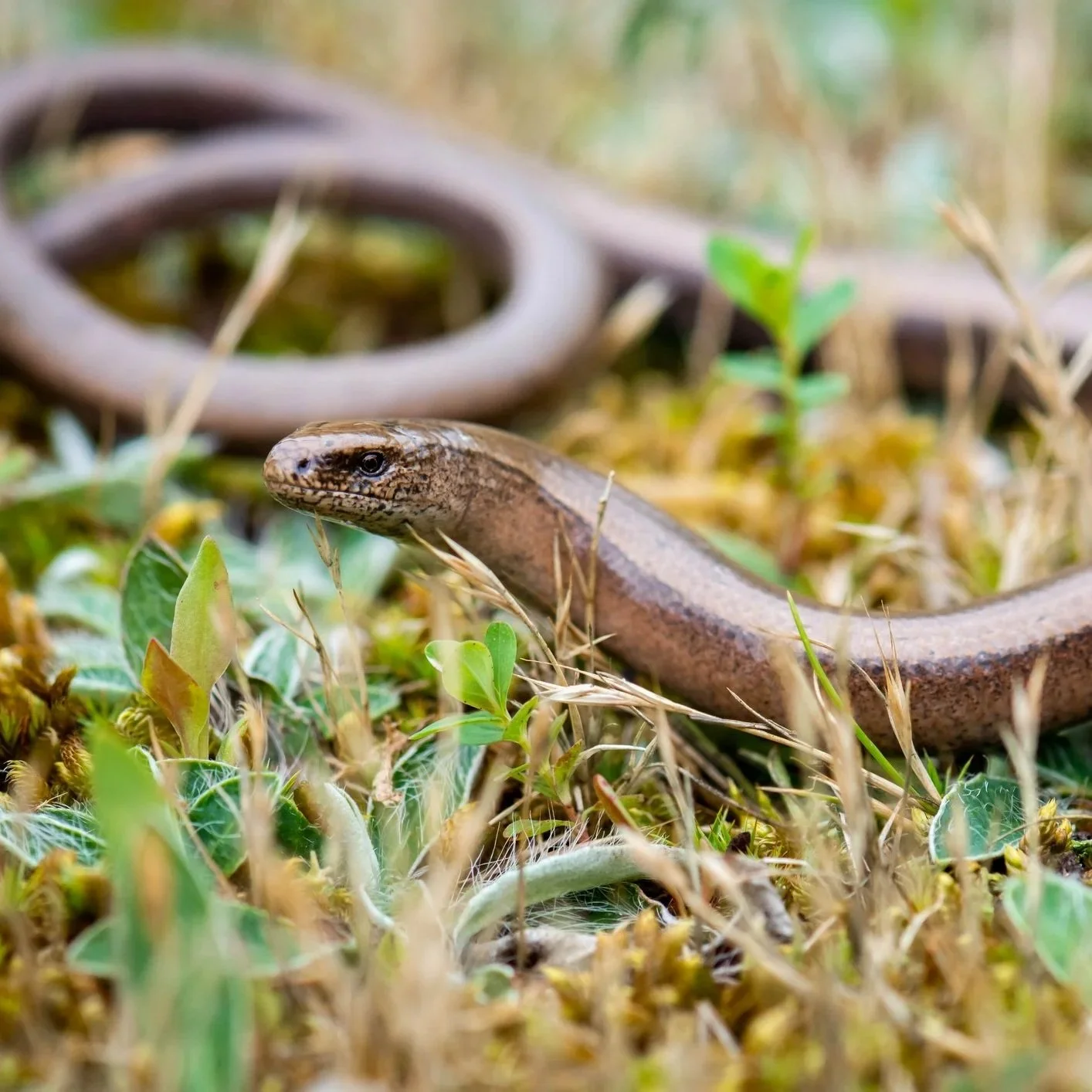 Close-up of a brown snake slithering through grass and plants on the ground.