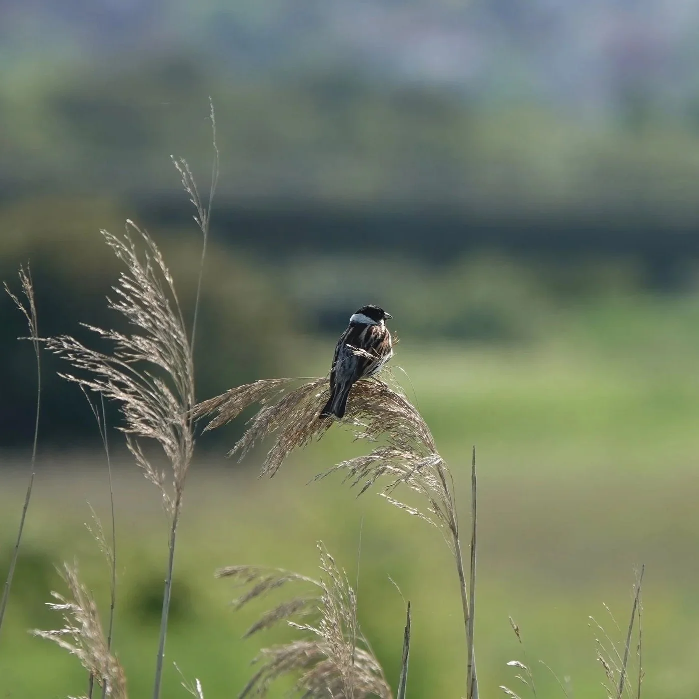 A small bird perched on tall dry grass in a field, with a blurred green and blue background.