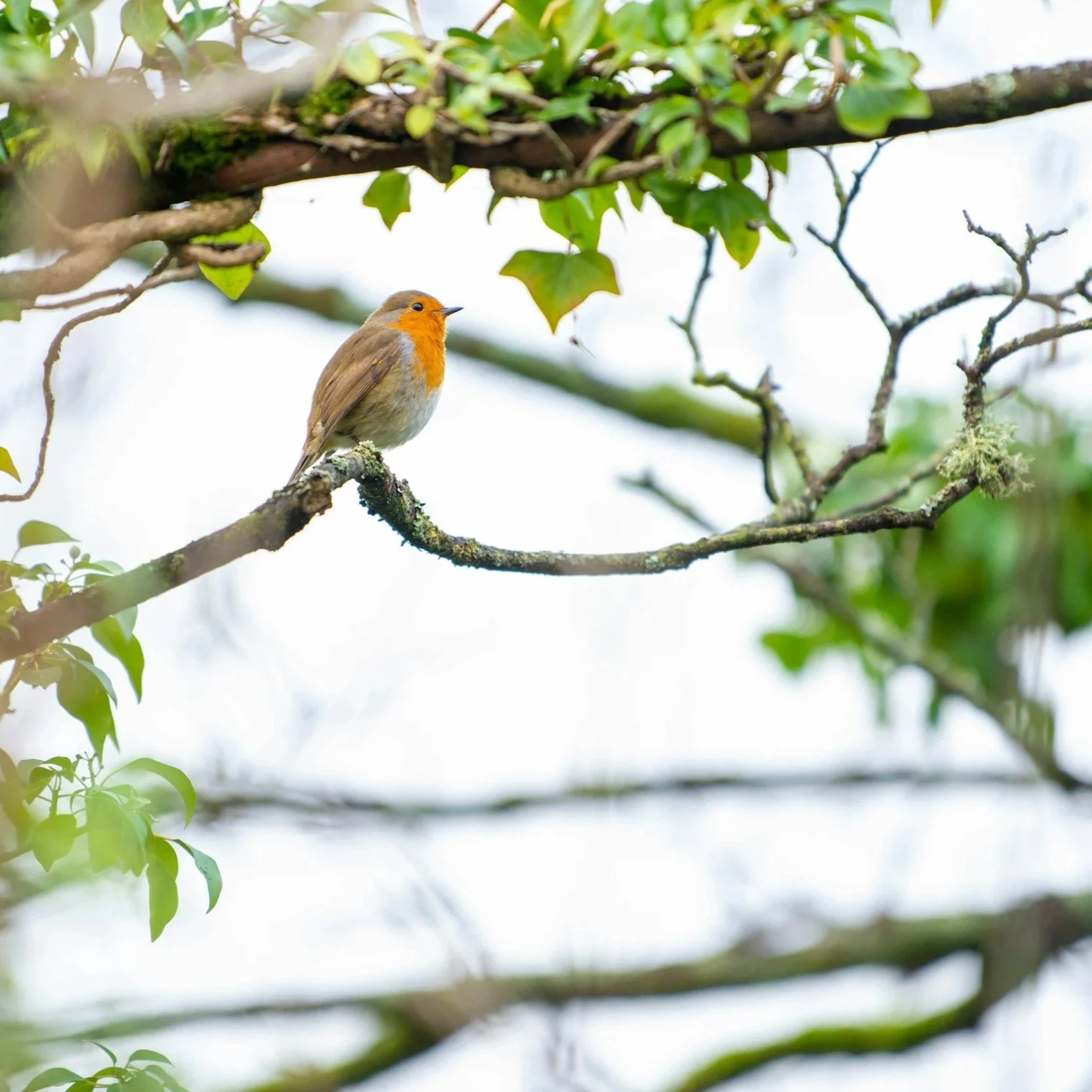A small bird with an orange face and breast perched on a moss-covered branch among green leaves and twigs in a natural setting.