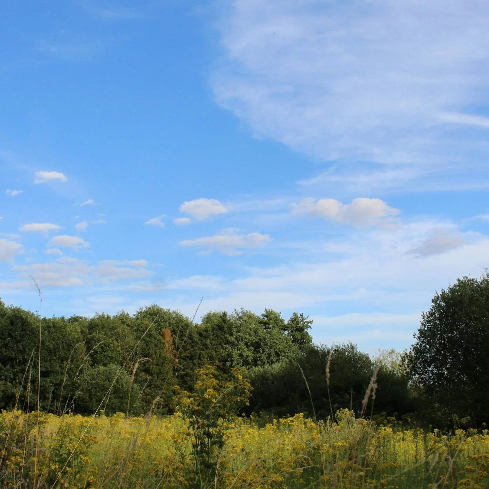 A landscape with a blue sky and scattered white clouds above a green forested area with yellow wildflowers in the foreground.