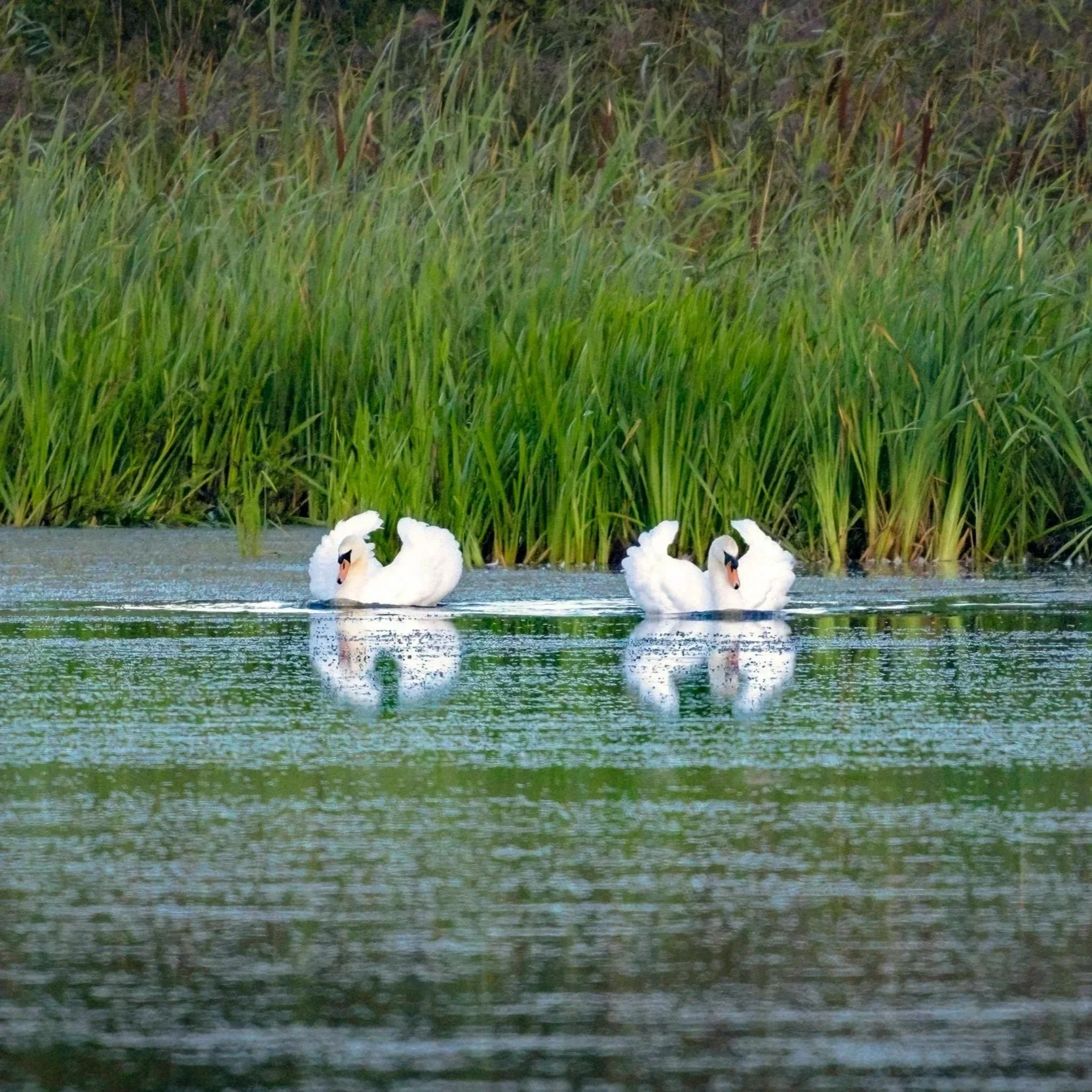 Two white swans swimming on a body of water with tall green grass in the background.