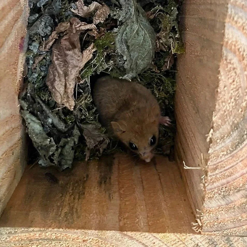 Small brown mouse inside a cardboard box filled with dried leaves and grass, nestled among natural nesting materials.