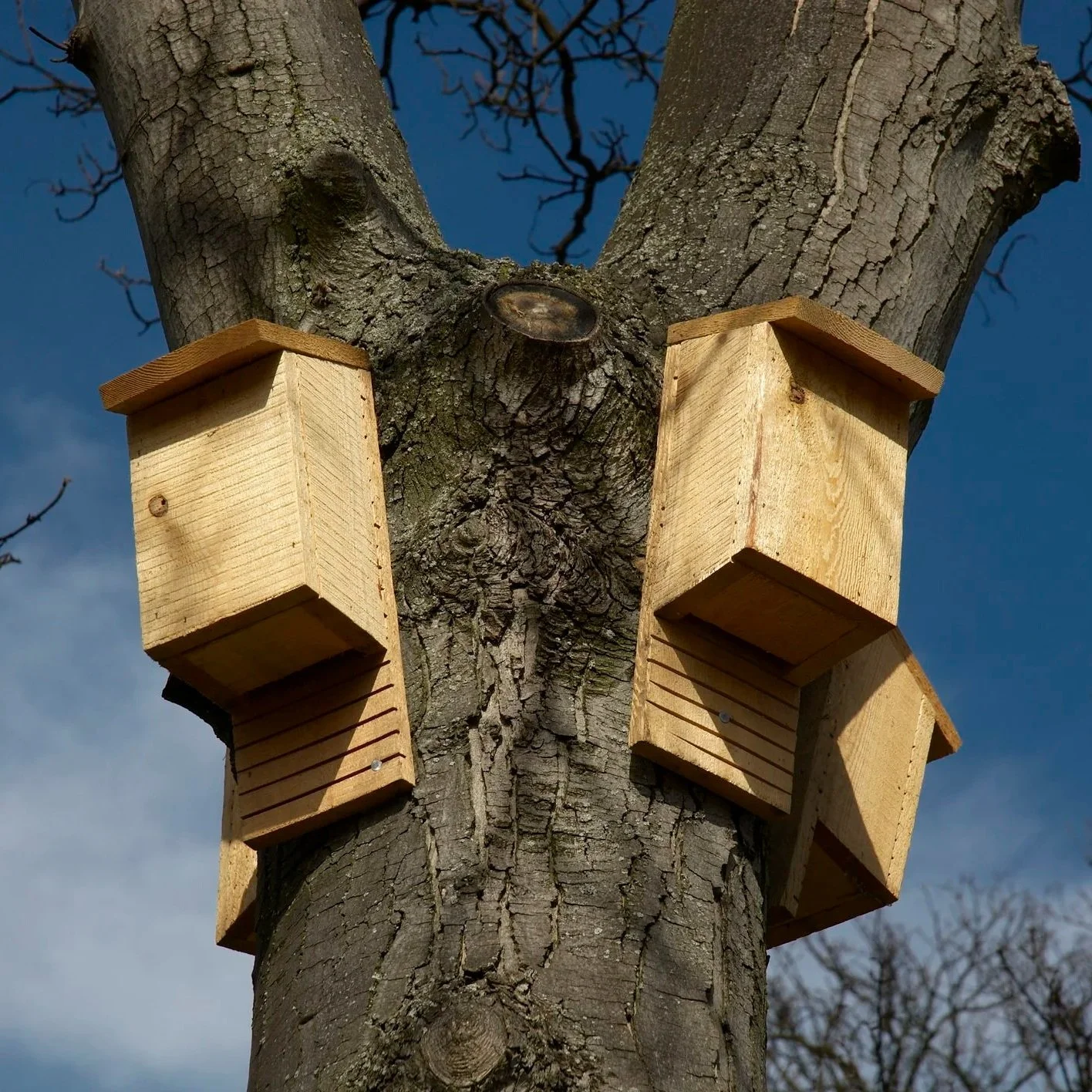 Unfinished wooden birdhouses attached to a tree trunk.