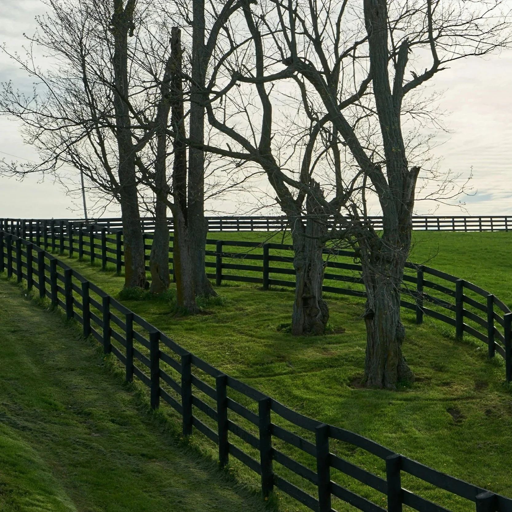A grassy hillside with a black wooden fence and a row of bare trees.