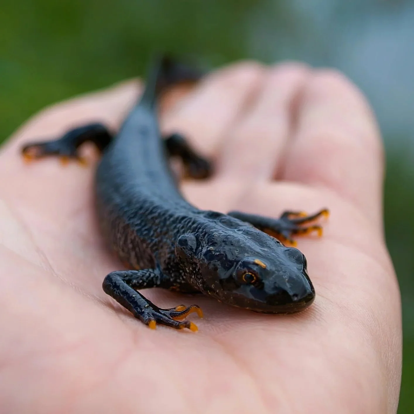 A close-up of a black salamander with orange toes resting on a person's hand.
