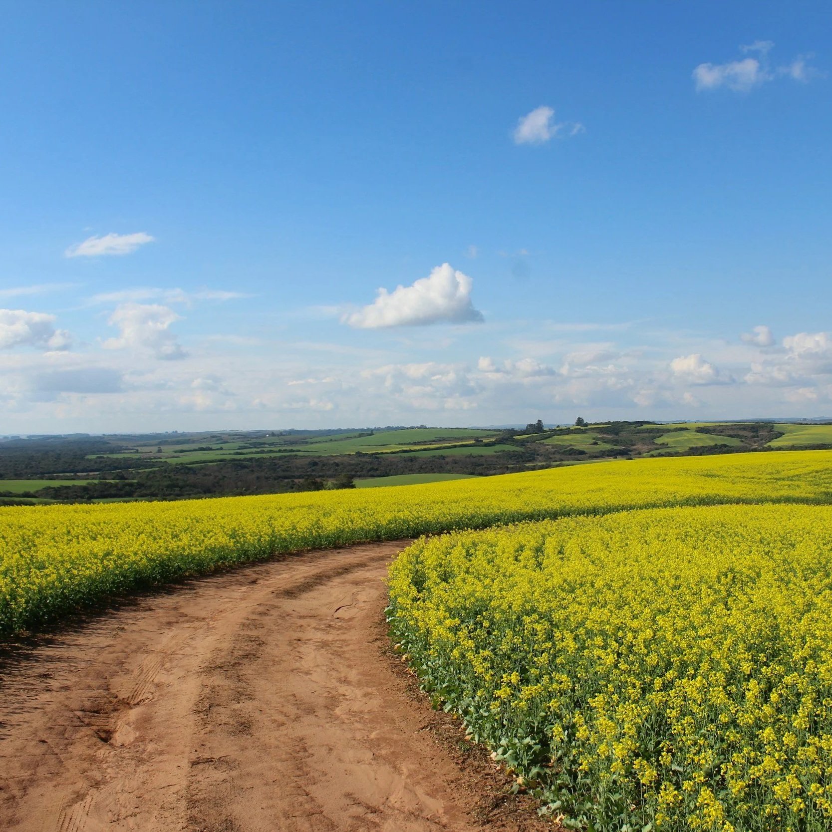 A dirt road winding through a field of yellow flowering plants under a blue sky with scattered clouds.