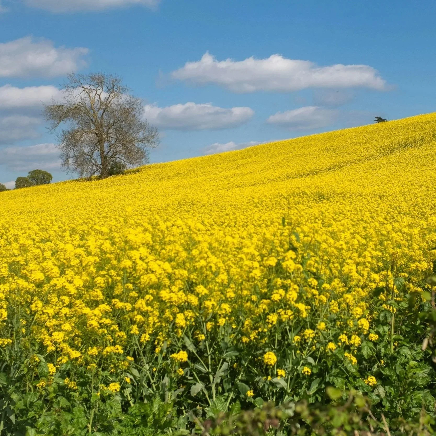 A vast yellow field of blooming flowers under a blue sky with scattered clouds, with a lone leafless tree on a hill in the background.