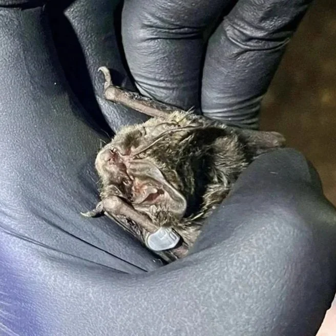 A small, furry animal, possibly a squirrel, lying on its back on a black leather seat with its mouth open, revealing small teeth and no visible tongue, in a relaxed or unconscious position, with a person's leg and foot visible nearby.