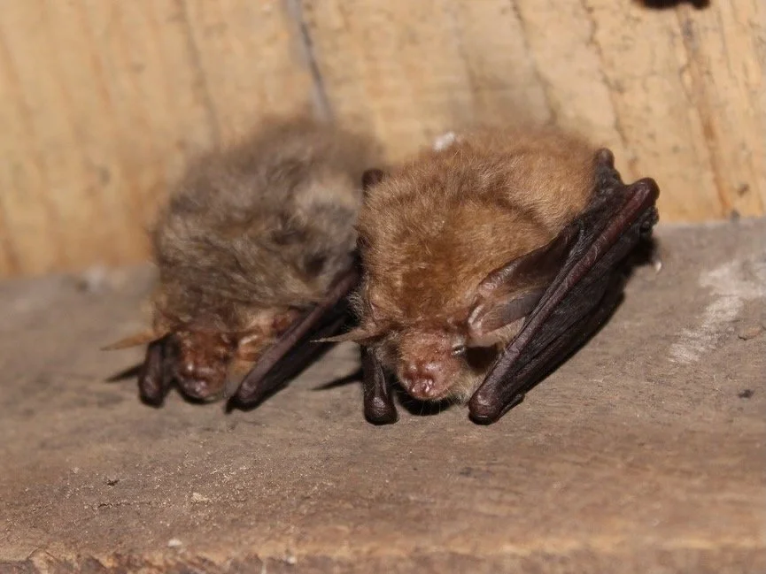 Brown long-eared bats in cellar