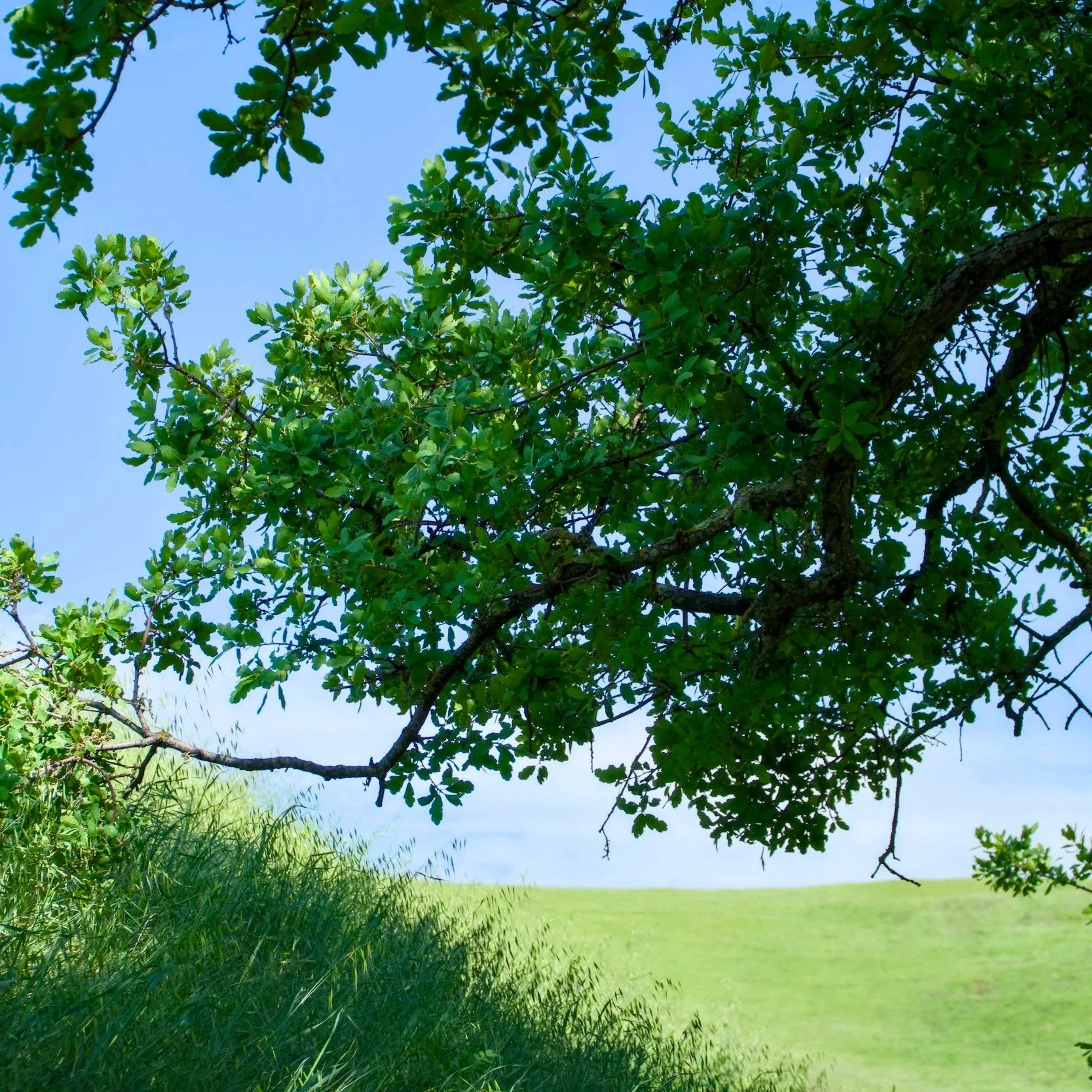 Tree branches with green leaves over a grassy field and blue sky.
