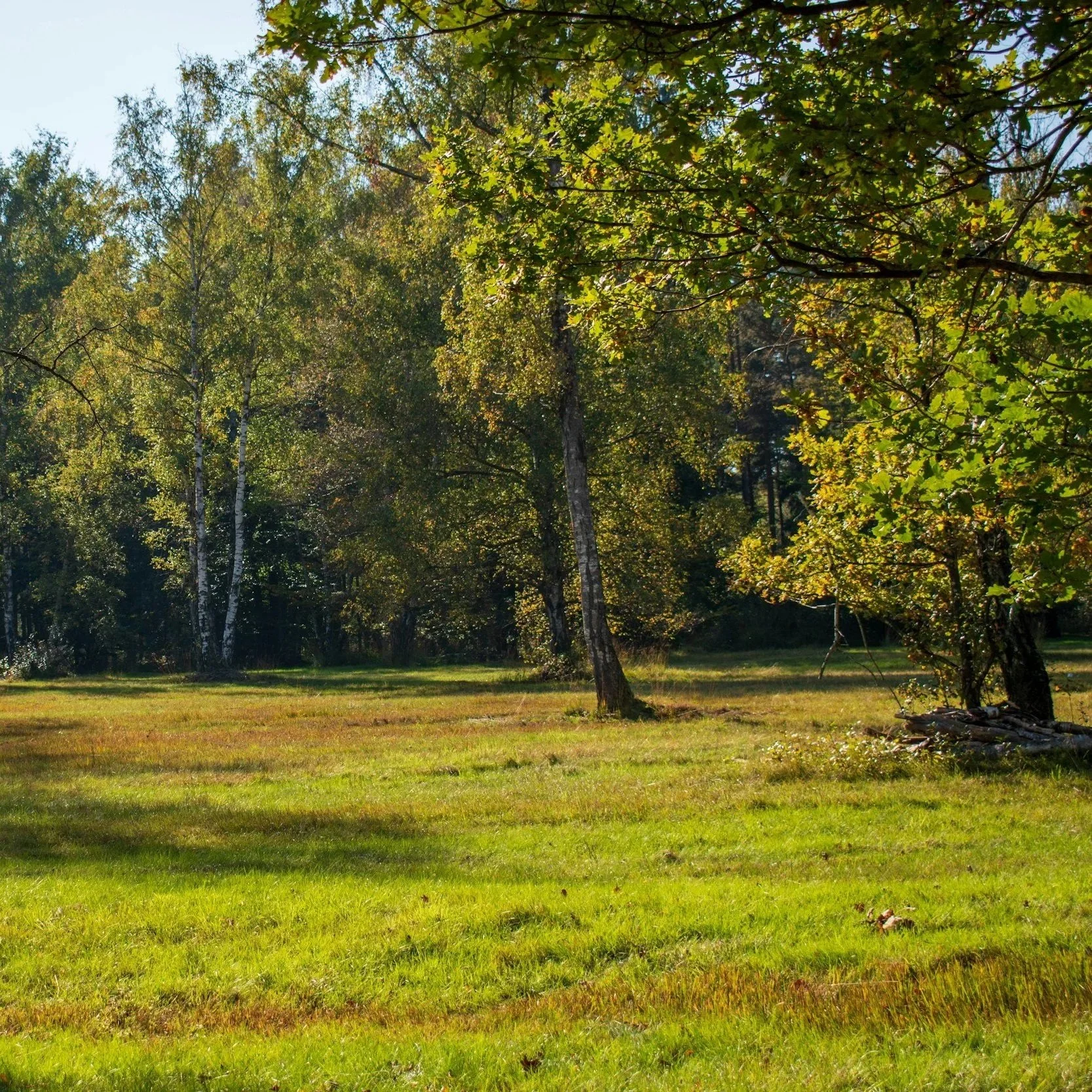 A peaceful grassy clearing surrounded by trees, with sunlight filtering through the leaves.