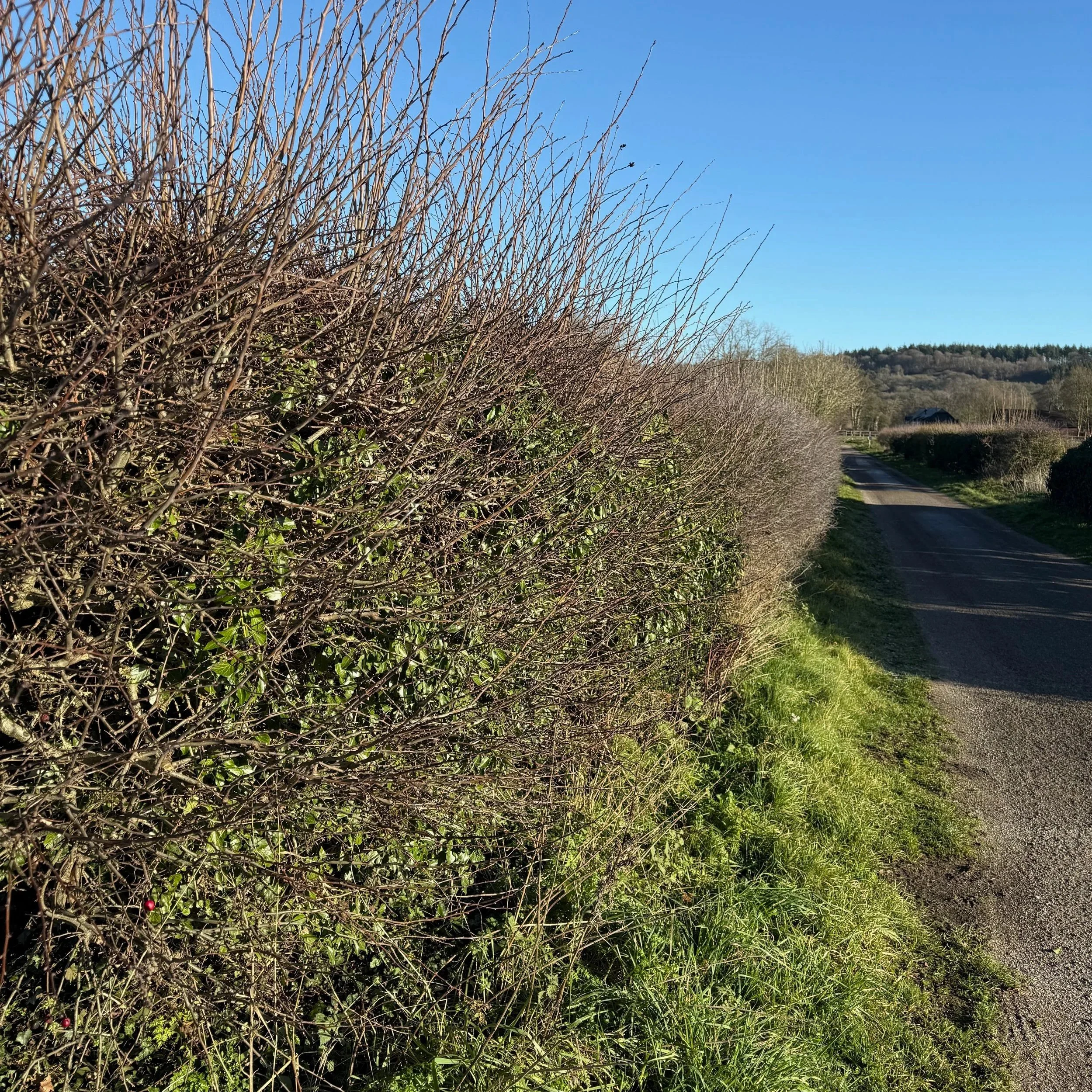 A rural dirt road runs alongside a hedge and grassy area on a sunny day with a clear blue sky.