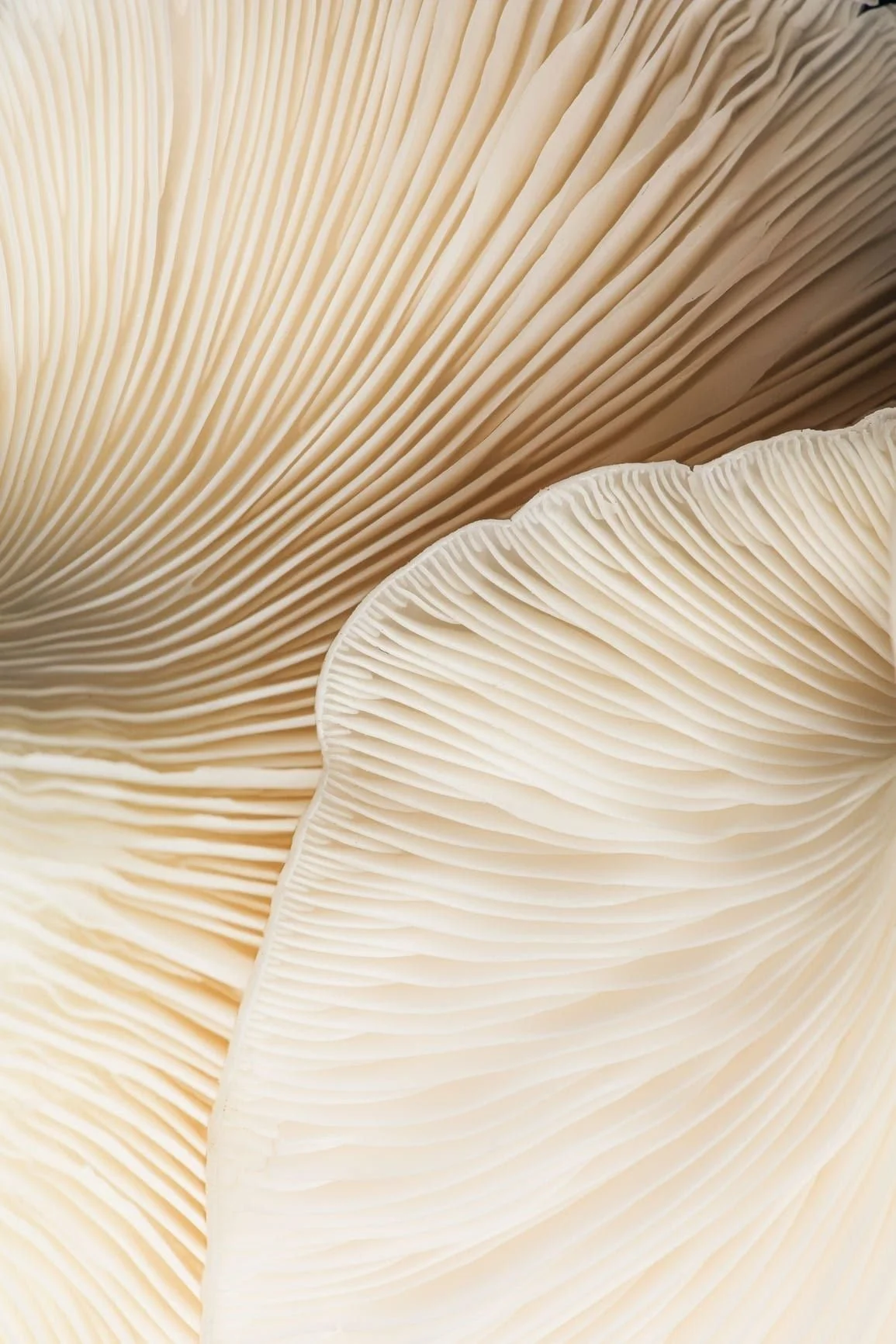 Close-up of the gills of a mushroom, showing the intricate, thin, and closely spaced gill structure.