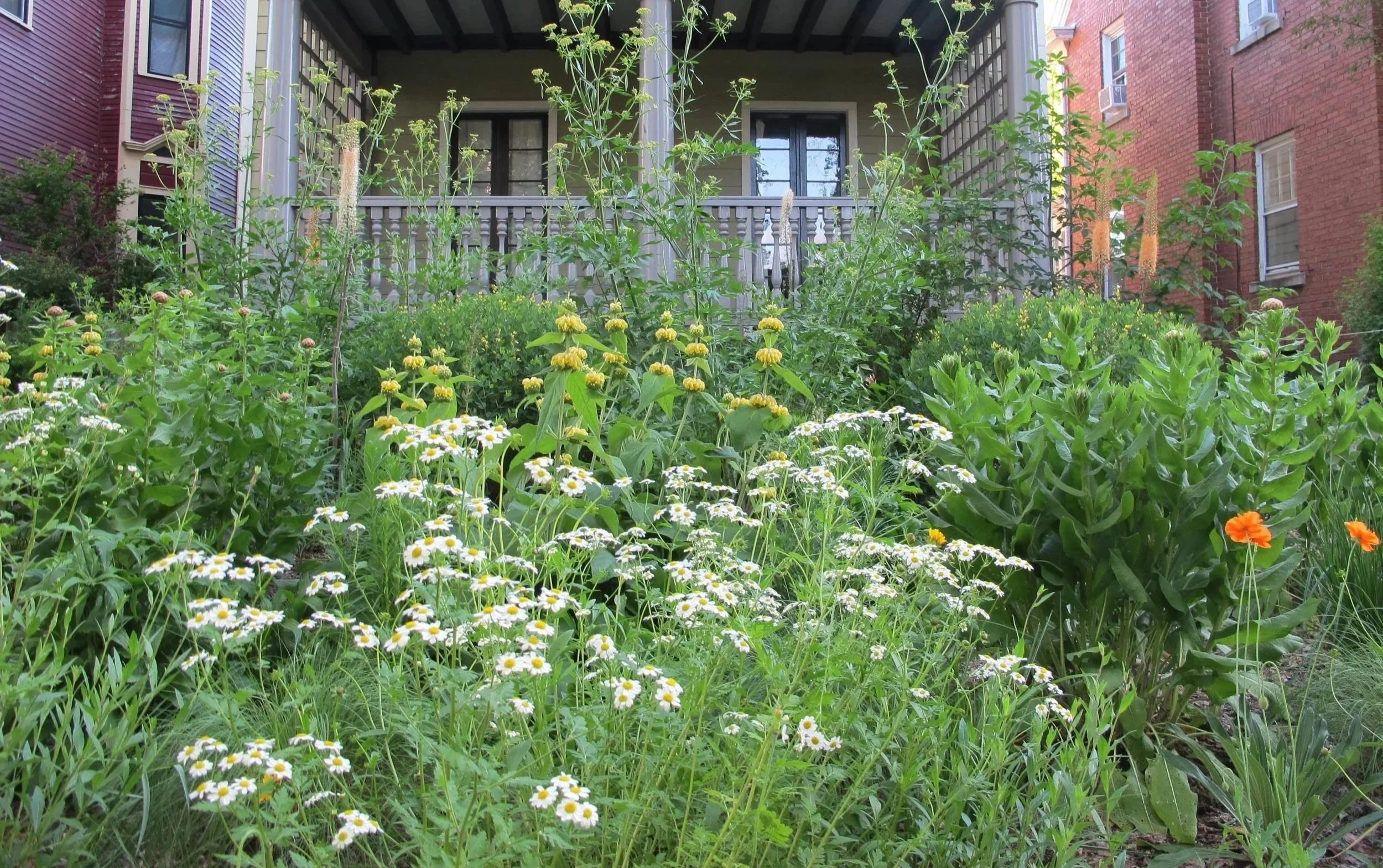 Urban garden with a variety of blooming flowers including daisies and poppies, situated in front of a residential house.