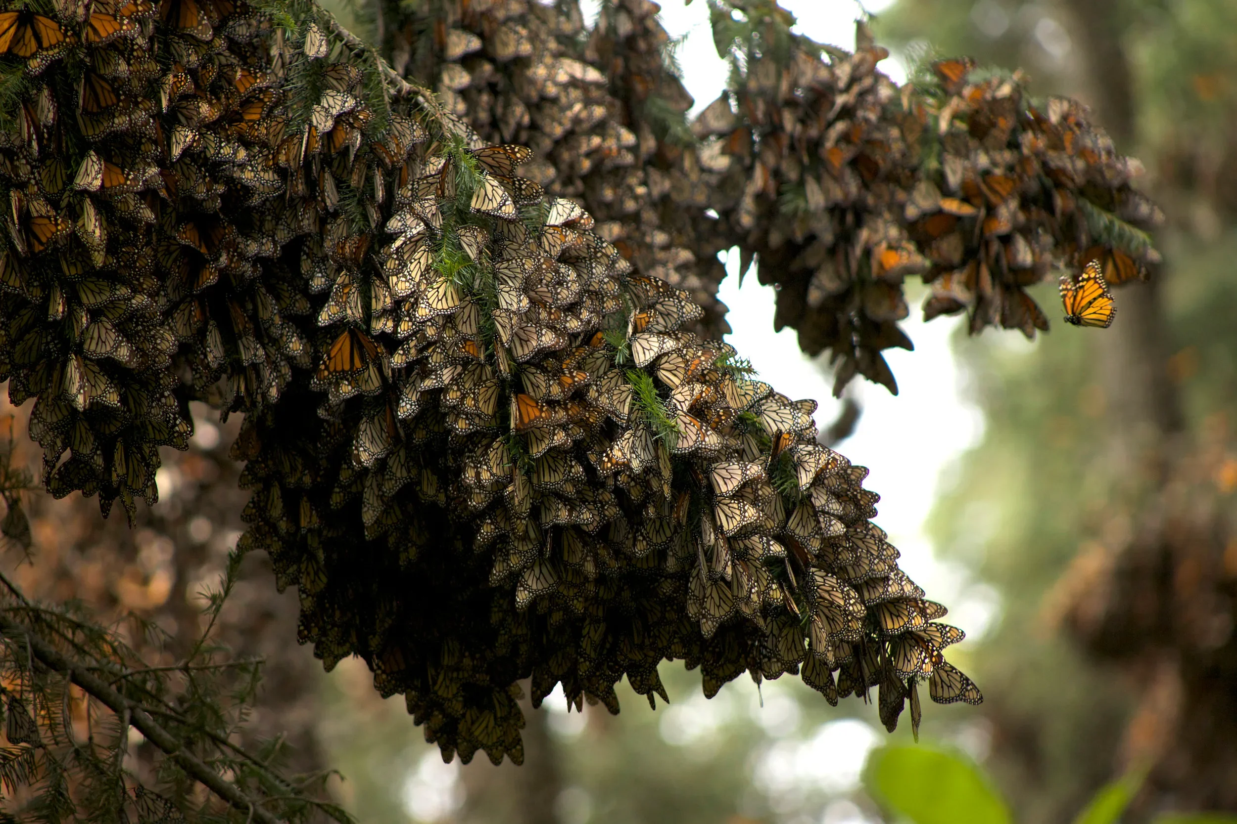 butterflyislatefororgy.jpg.webp
