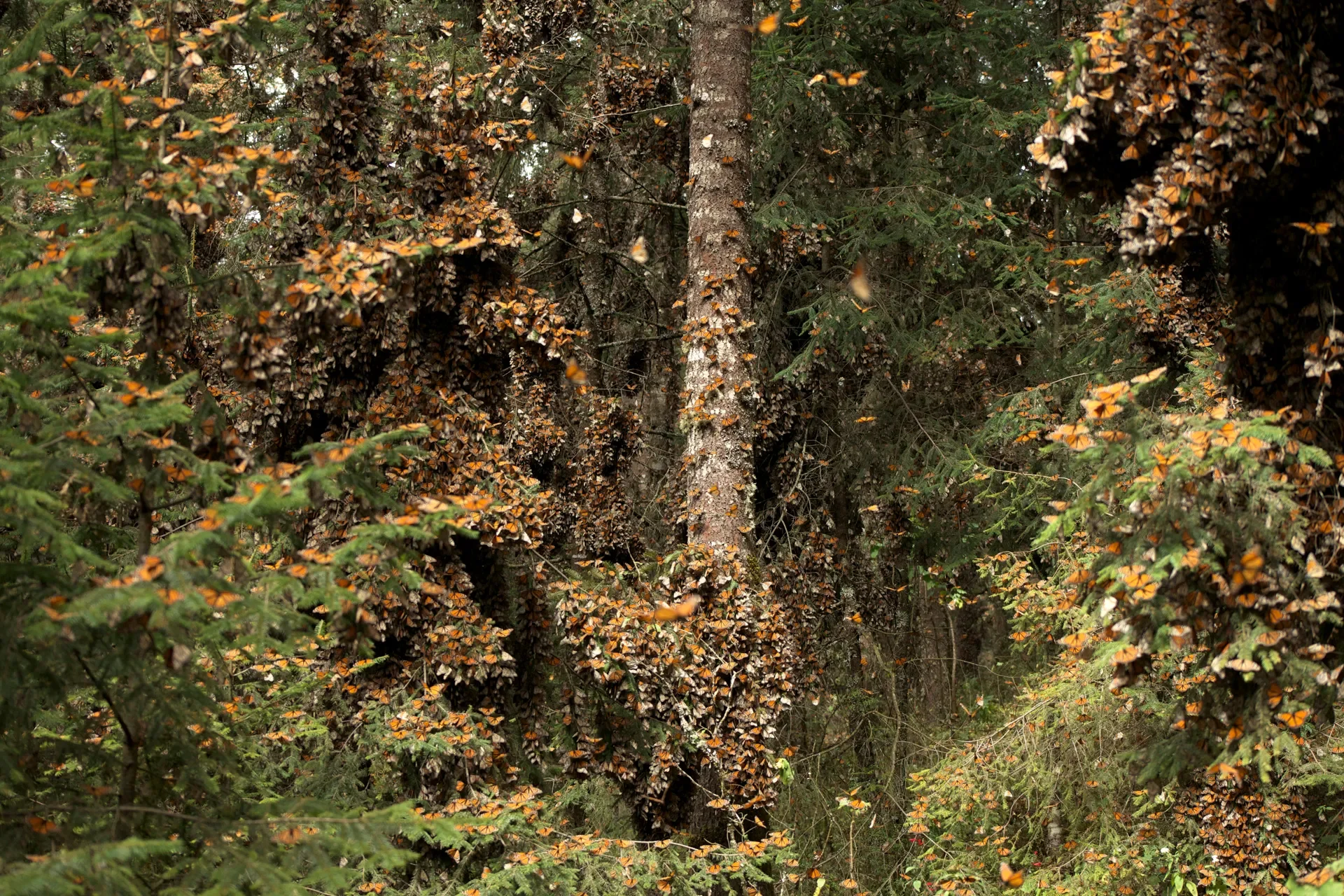 MONARCH BUTTERFLIES SANCTUARIES