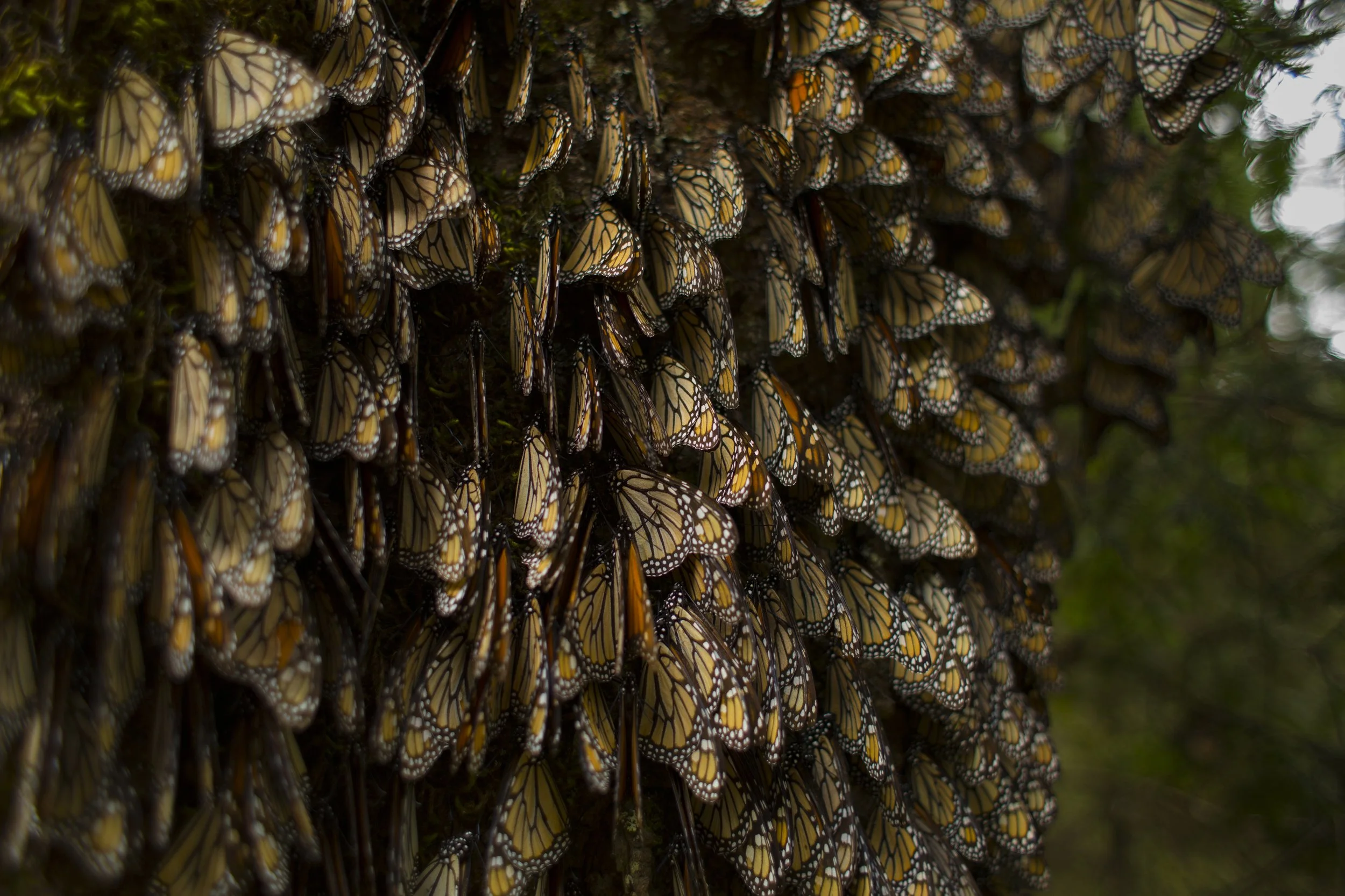 monarch butterflies sleeping close up