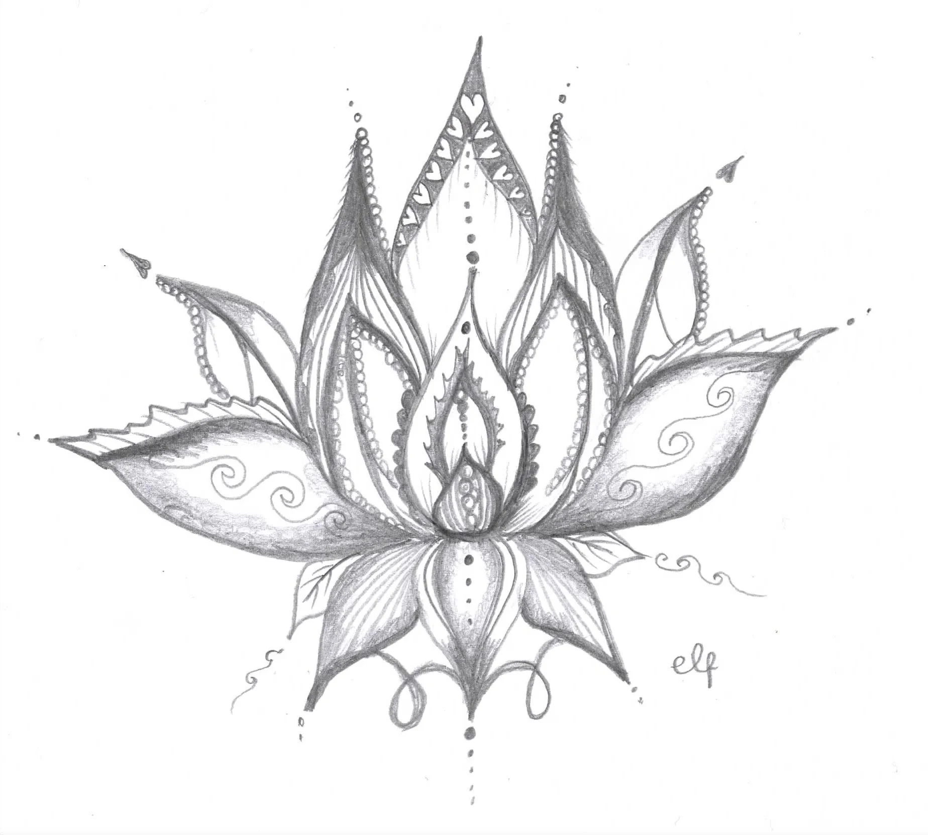 Lotus (Pencil)