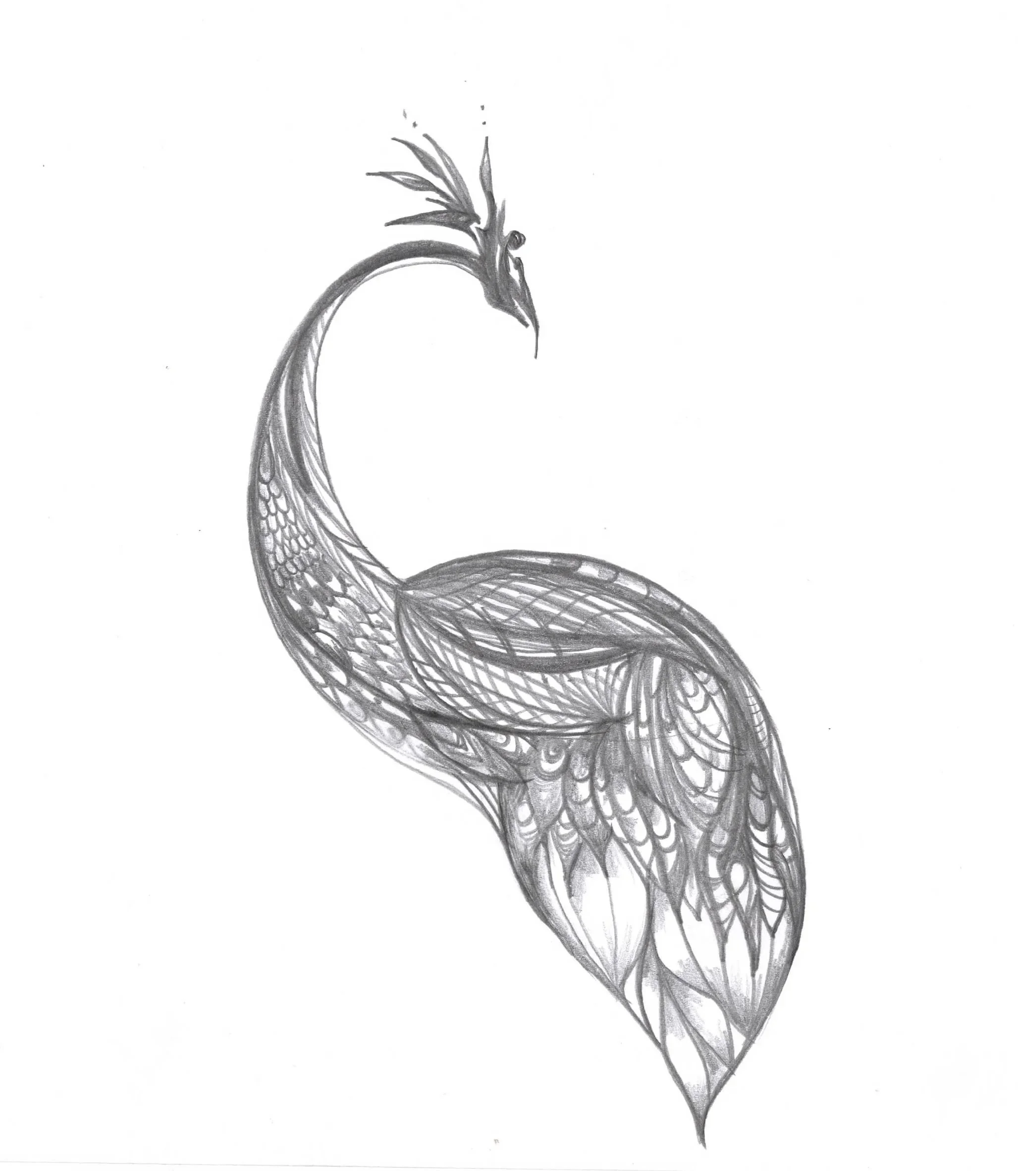 Bashful Peacock (Pencil)