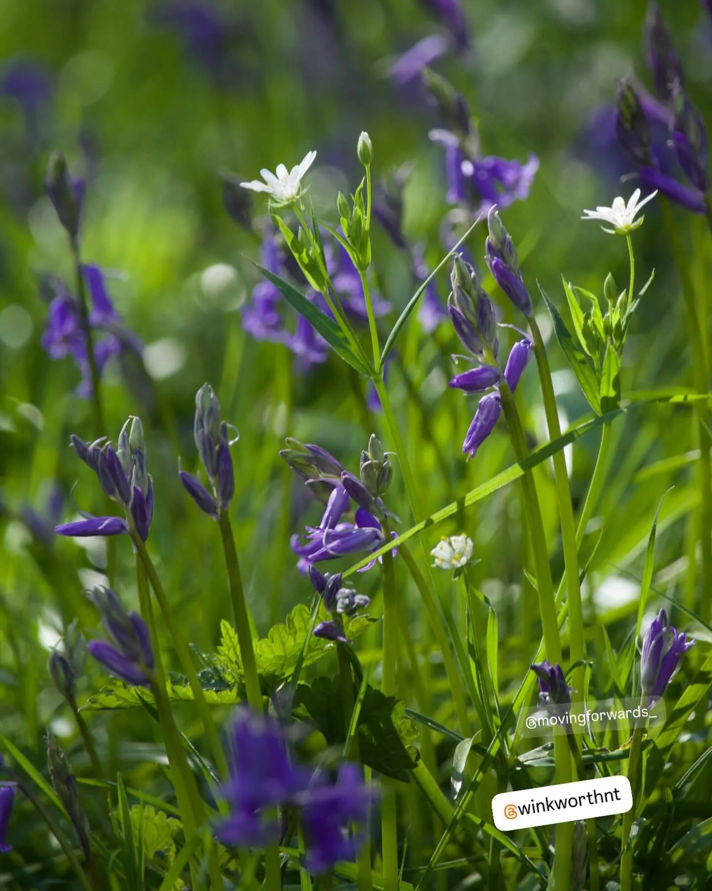 Lovely day for photos @winkworthnt on Tuesday. Missed you @movingforwards_ 🦋 

#walkswithmycamera #sunnyday #bluebellseason