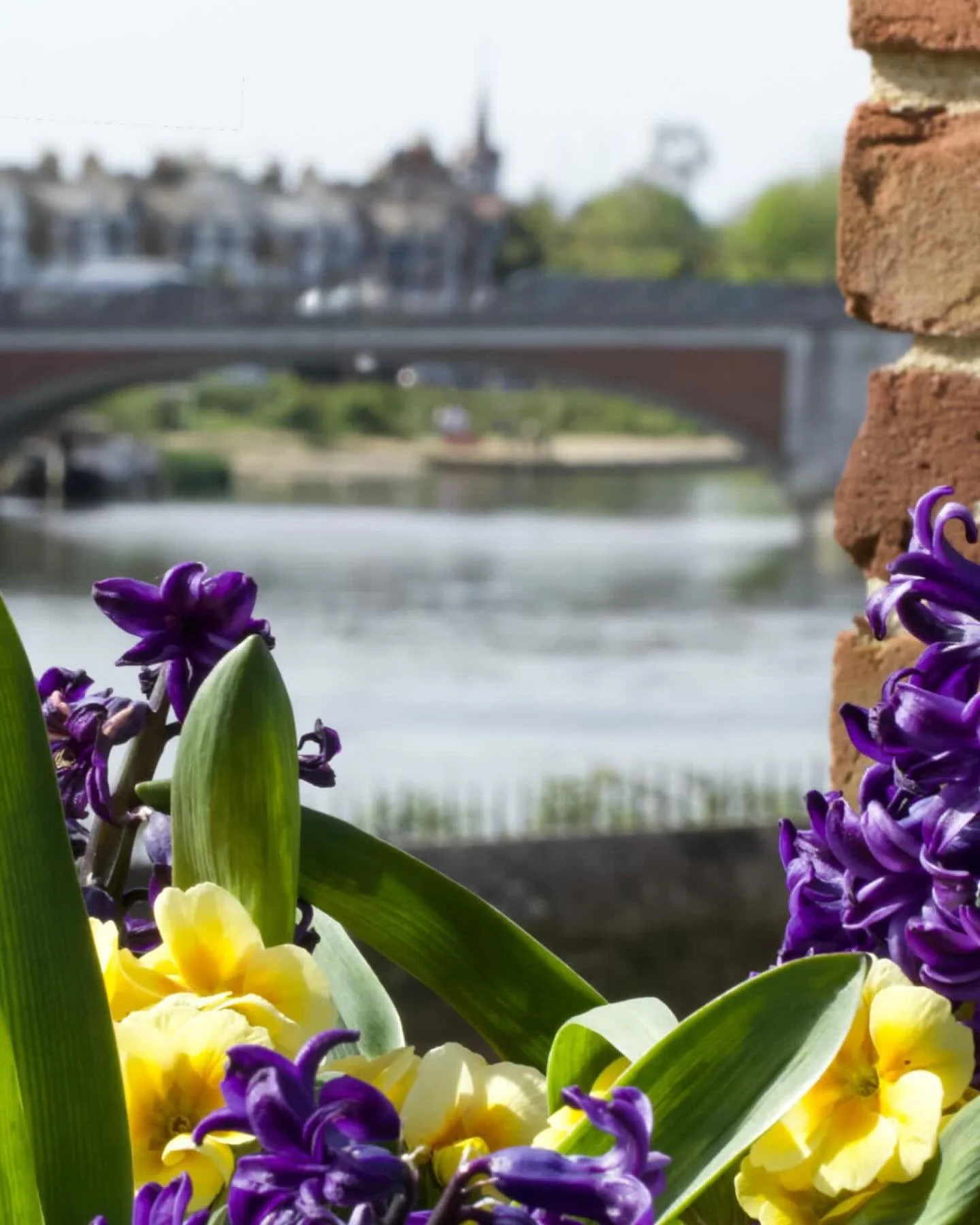 A view from the palace.  #hamptoncourtpalace