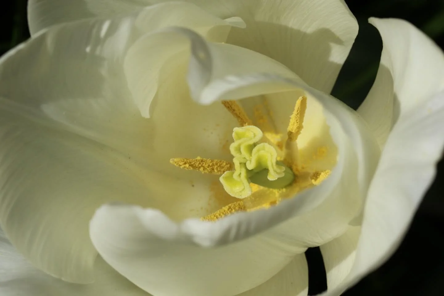 #tulipfestival at the palace 💞.