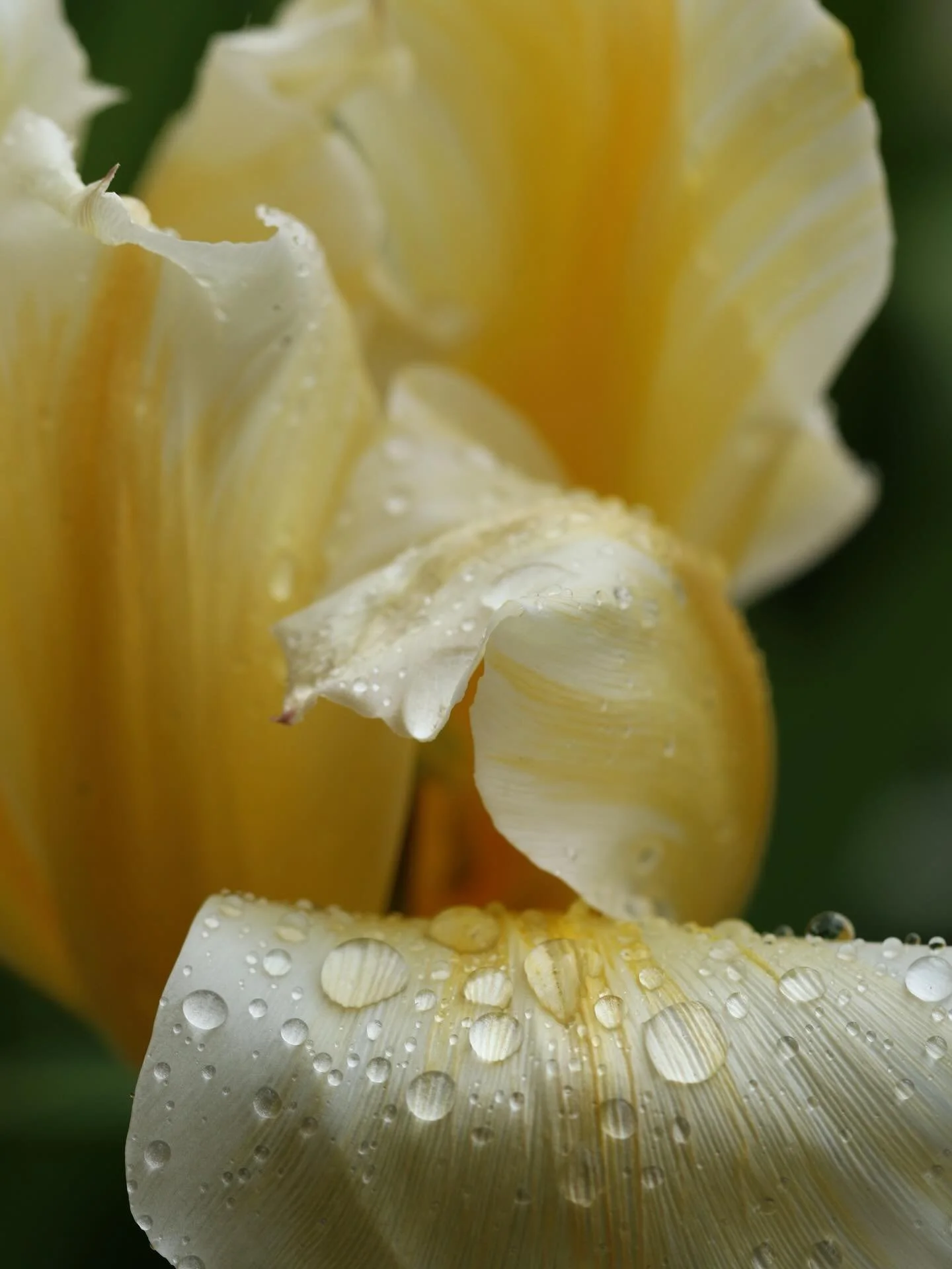 Raindrops @rhswisley #tulips