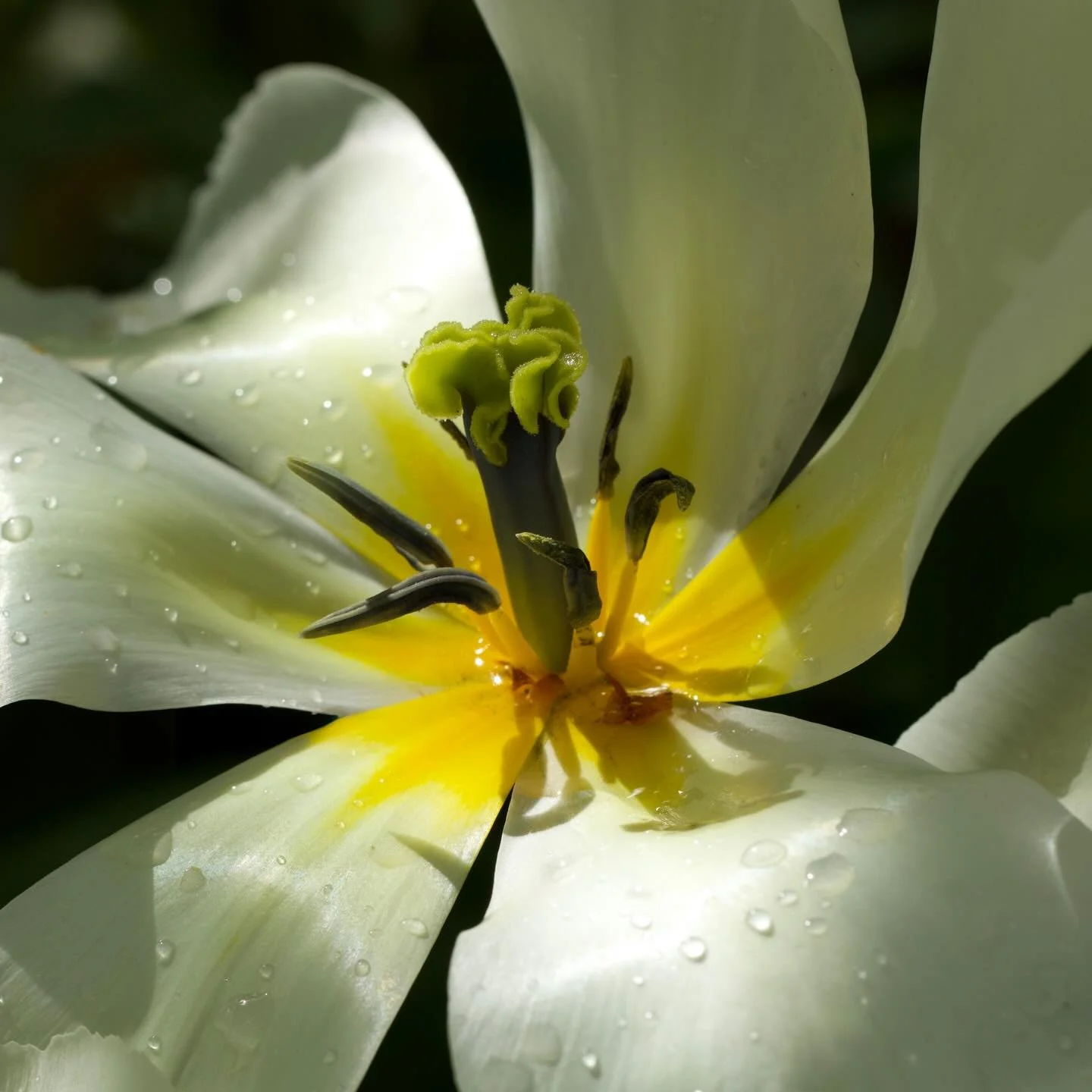 Beautious 🥰. 

#tulip #walkswithmycamera #flowerphoto