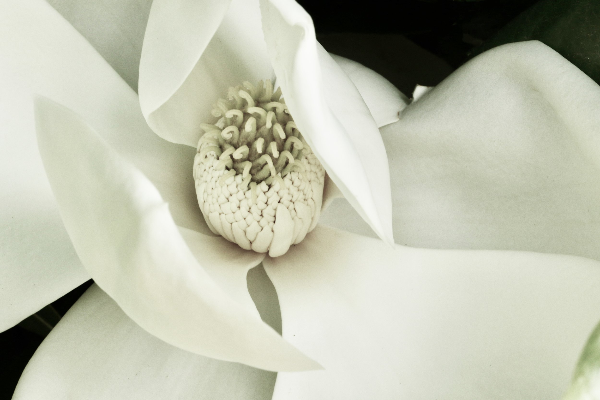 White Magnolia