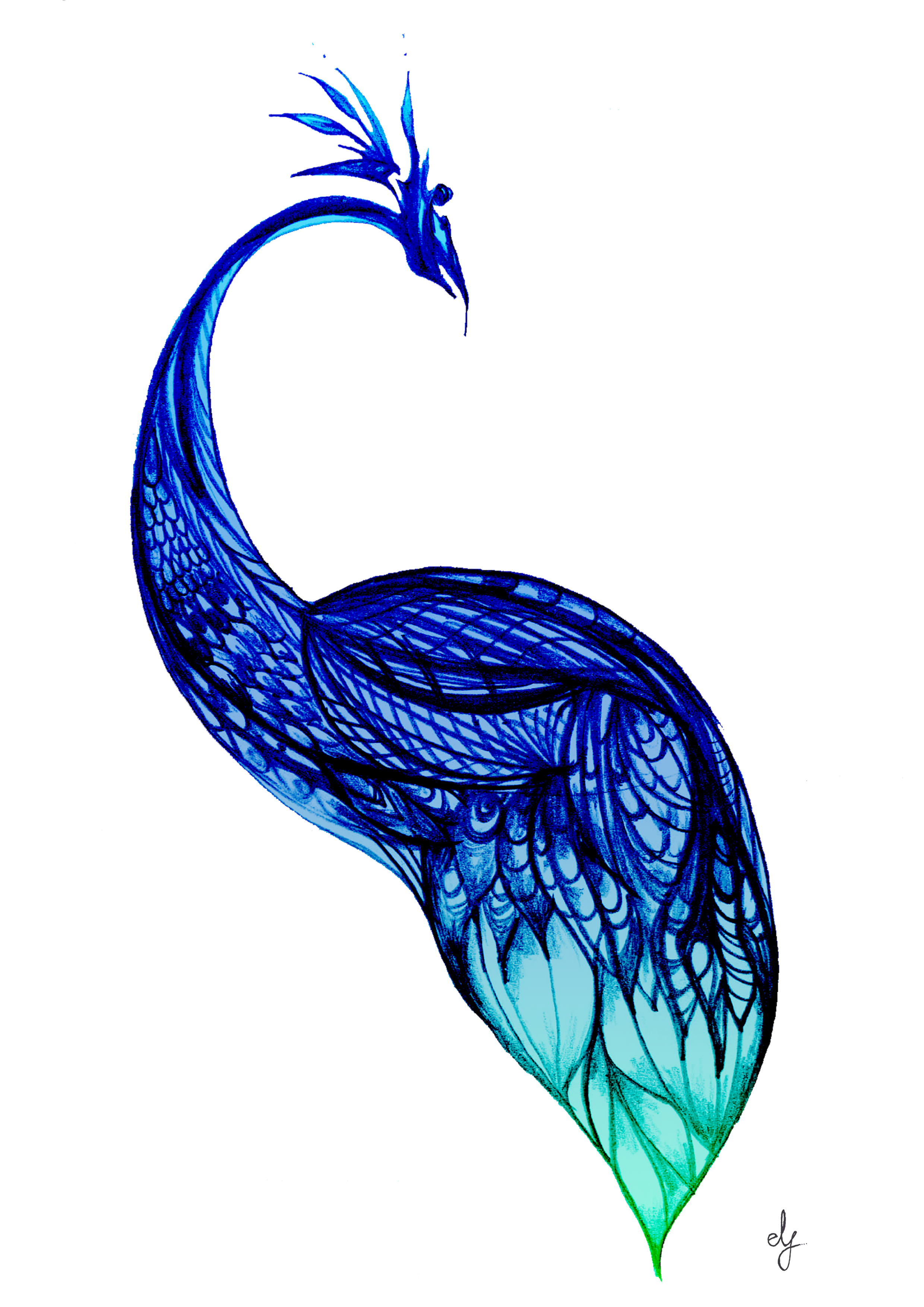 Bashful Peacock (Colour) 