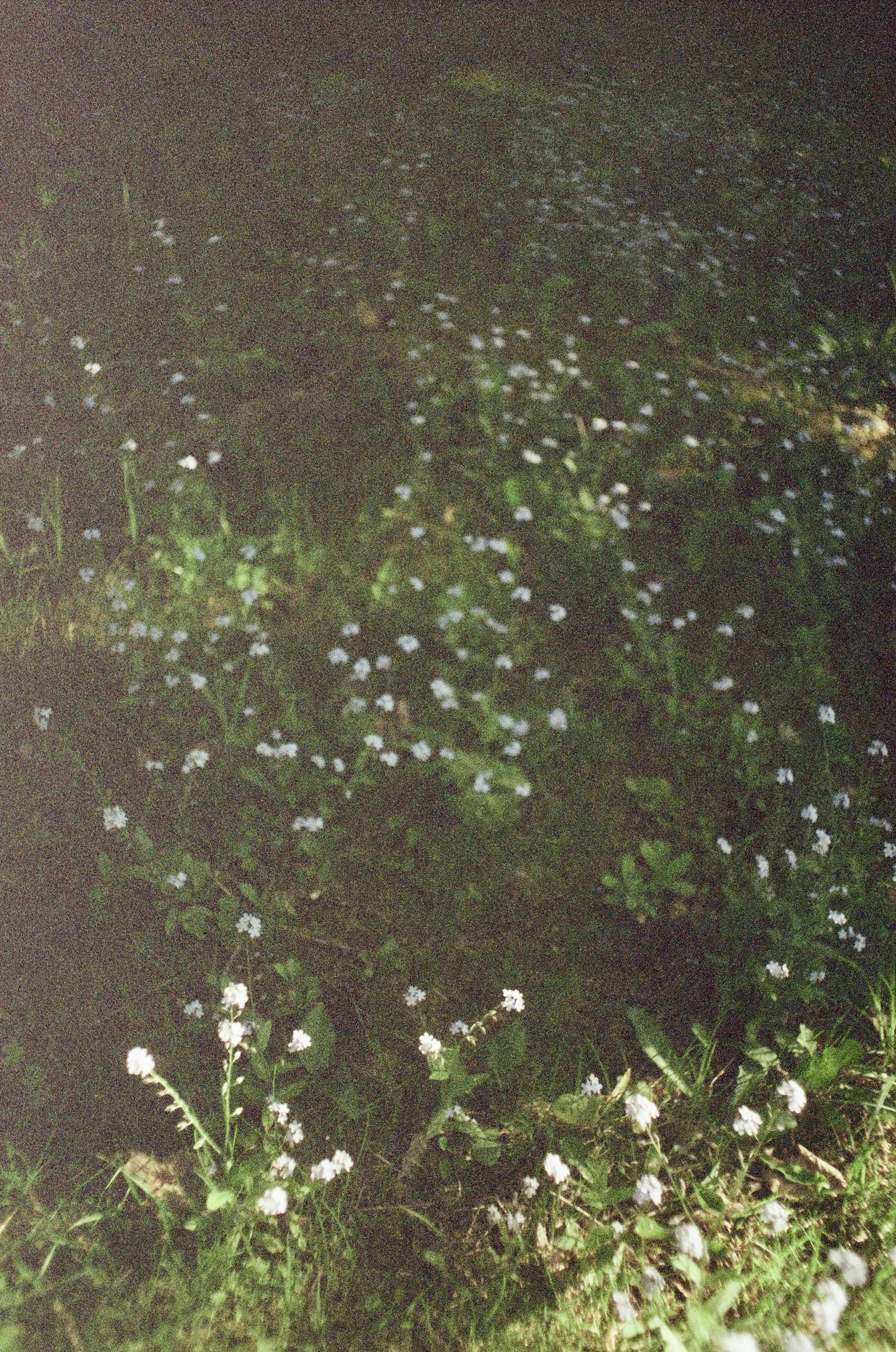 Petits fleurs blanches dans l'herbe verte.