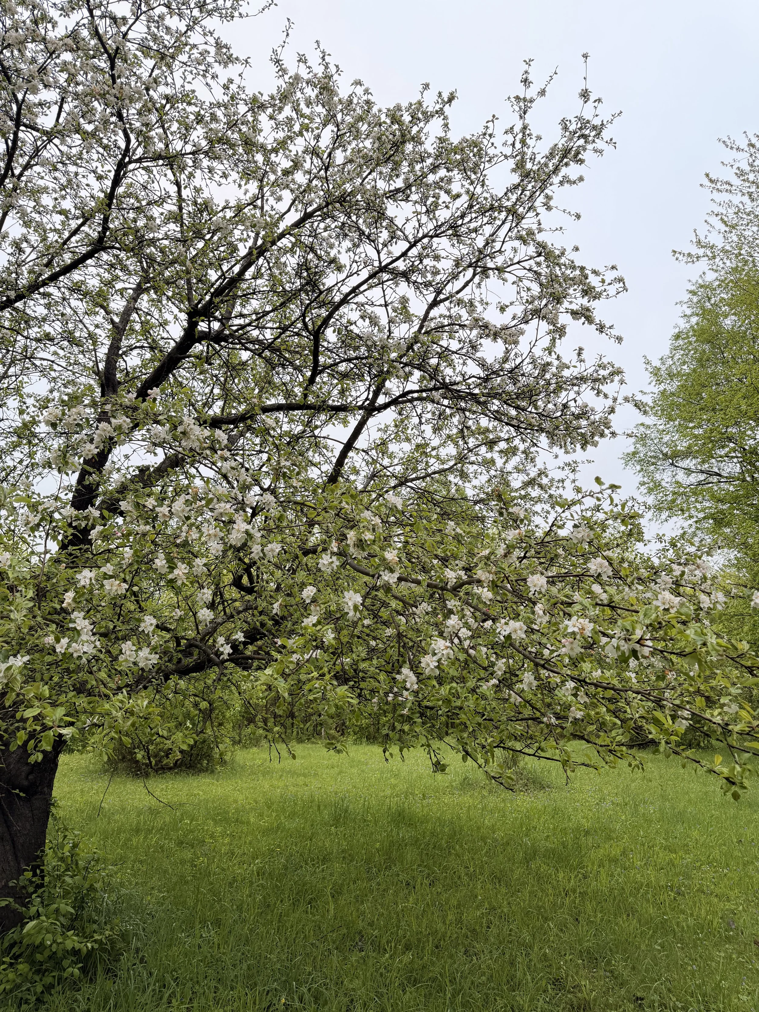 Un arbre en fleurs dans un champ vert avec un ciel gris