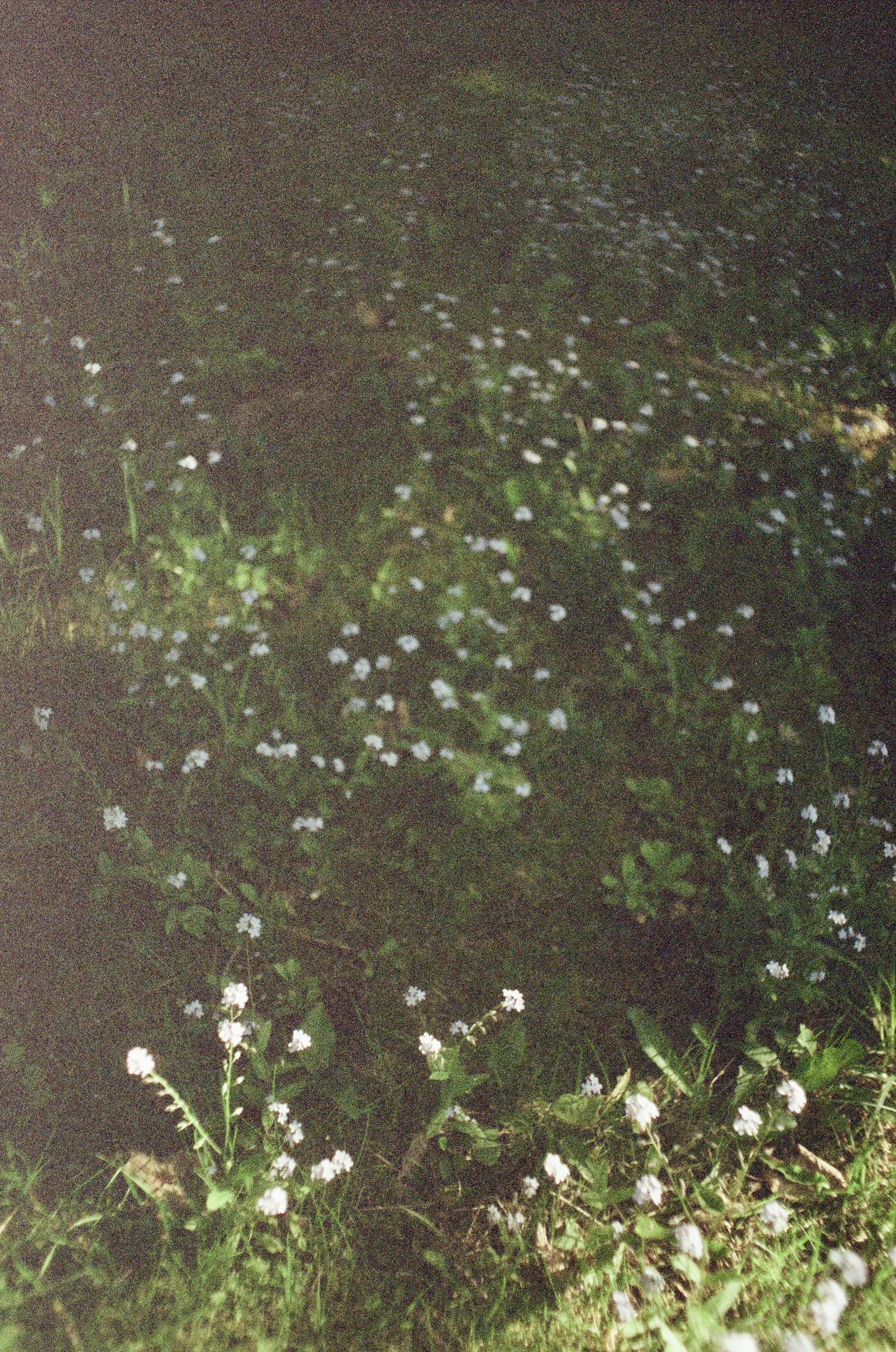 Fleurs blanches sur un fond de verdure dans une forêt.