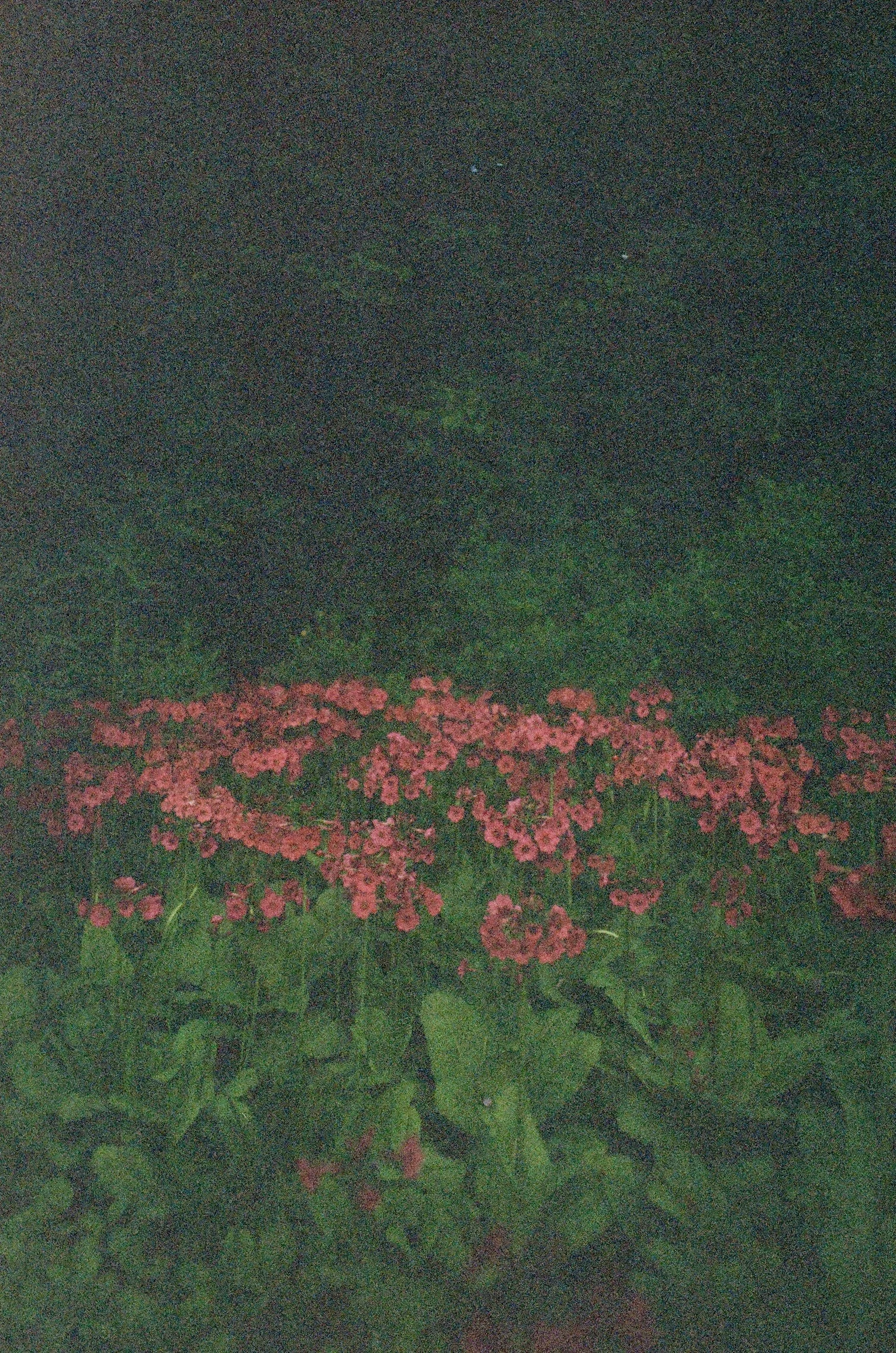 Un endroit avec des fleurs roses alignées en ligne et des feuilles vertes en arrière-plan.