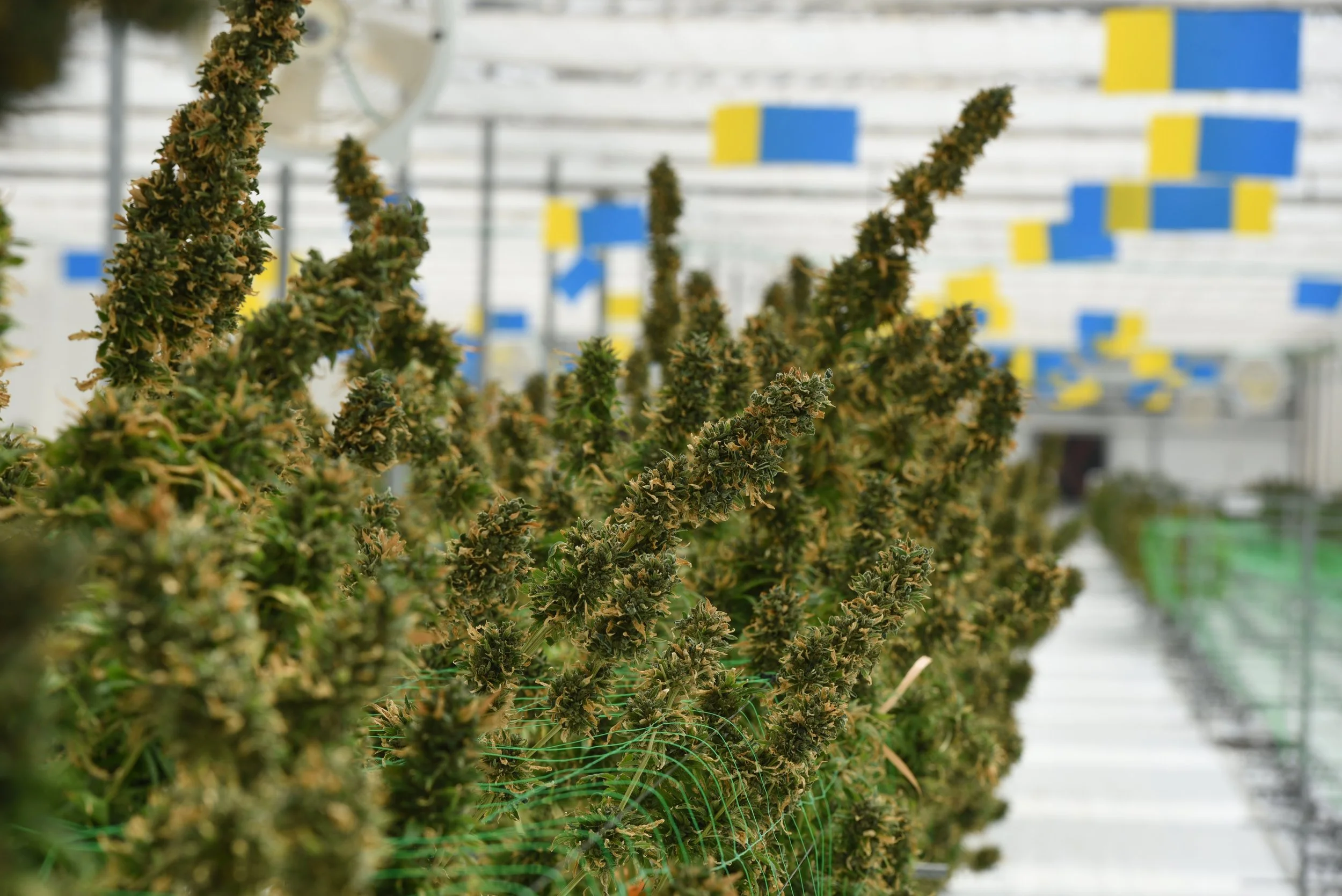 Man inspecting cannabis plants in a greenhouse or outdoor farm.