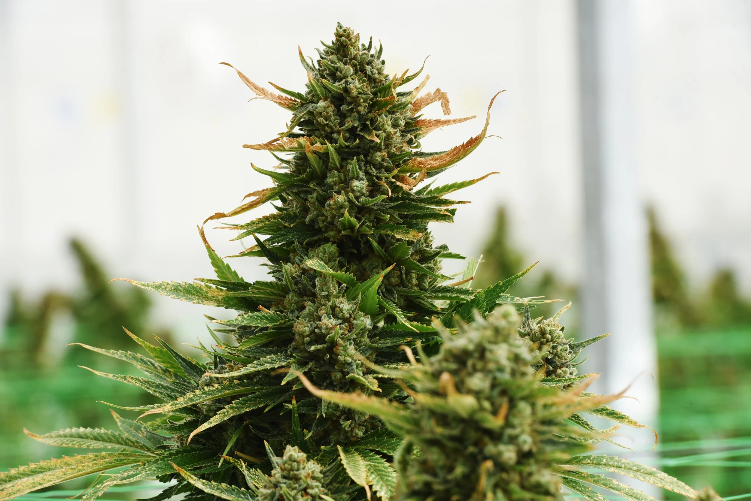 Close-up of a flowering cannabis plant grown for the medical cannabis industry. Tested and approved by Galaxia Vertical - a leading European Medical Cannabis GMP manufacturer and service provider based in Portugal.