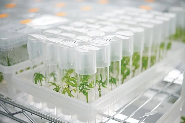Multiple small cannabis plant seedlings growing in clear test tubes within a white tray in a controlled environment - at Galaxia Vertical - a leading European Medical Cannabis GMP manufacturer and service provider based in Portugal
