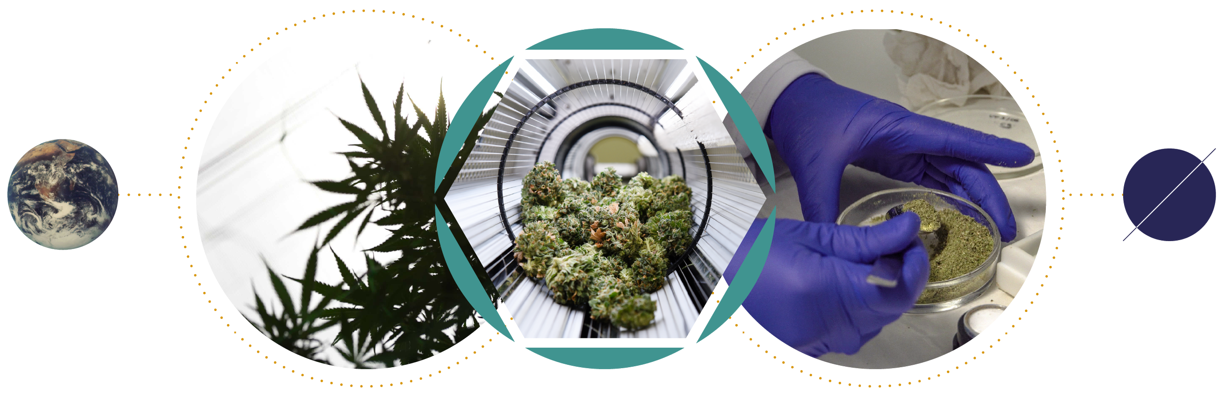 Image of cannabis plant, cannabis buds in storage, and a scientist handling cannabis in a laboratory.