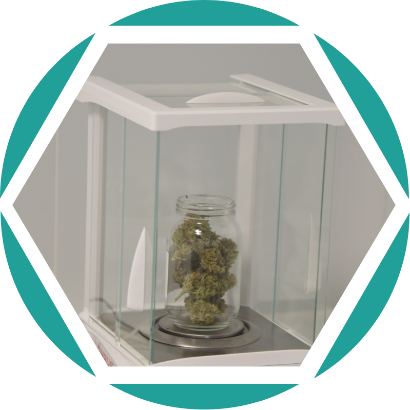 A jar of medical cannabis buds placed on a scale as part of the Chemical and Microbial Testing at the Galaxia Vertical laboratory.