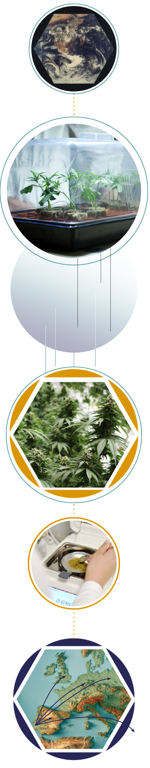 Ein Bild, das die Erde, ein Gewächshaus mit jungen Pflanzen, eine Nahaufnahme von Marihuana-Pflanzen und eine Person, die die Potenz eines Pflanzenextrakts analysiert, zeigt.