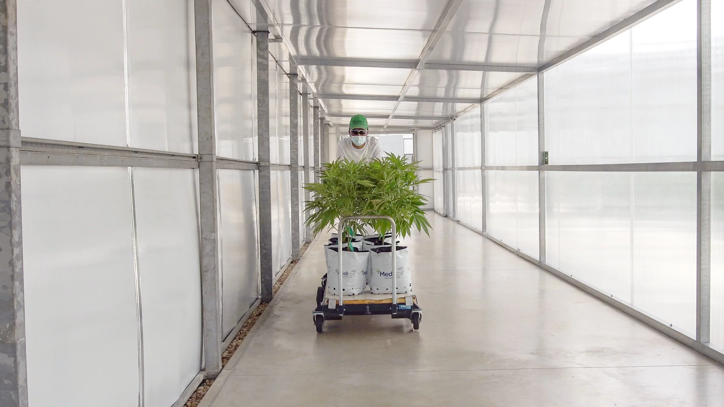A person in protective clothing and mask pushing a cart with large cannabis plants inside a greenhouse.